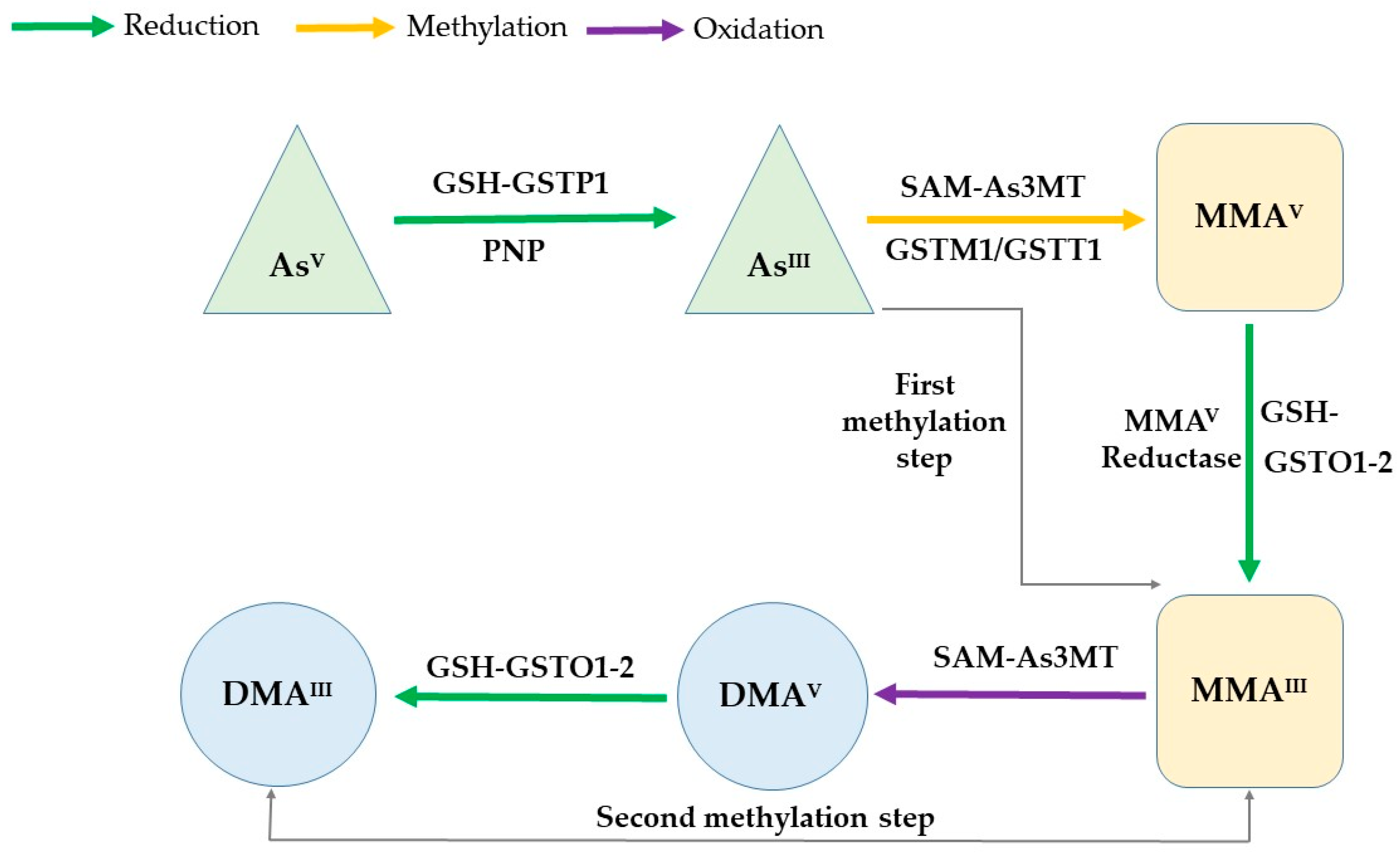 Ijms 21 04832 g001 Ijms 21 04832 g001