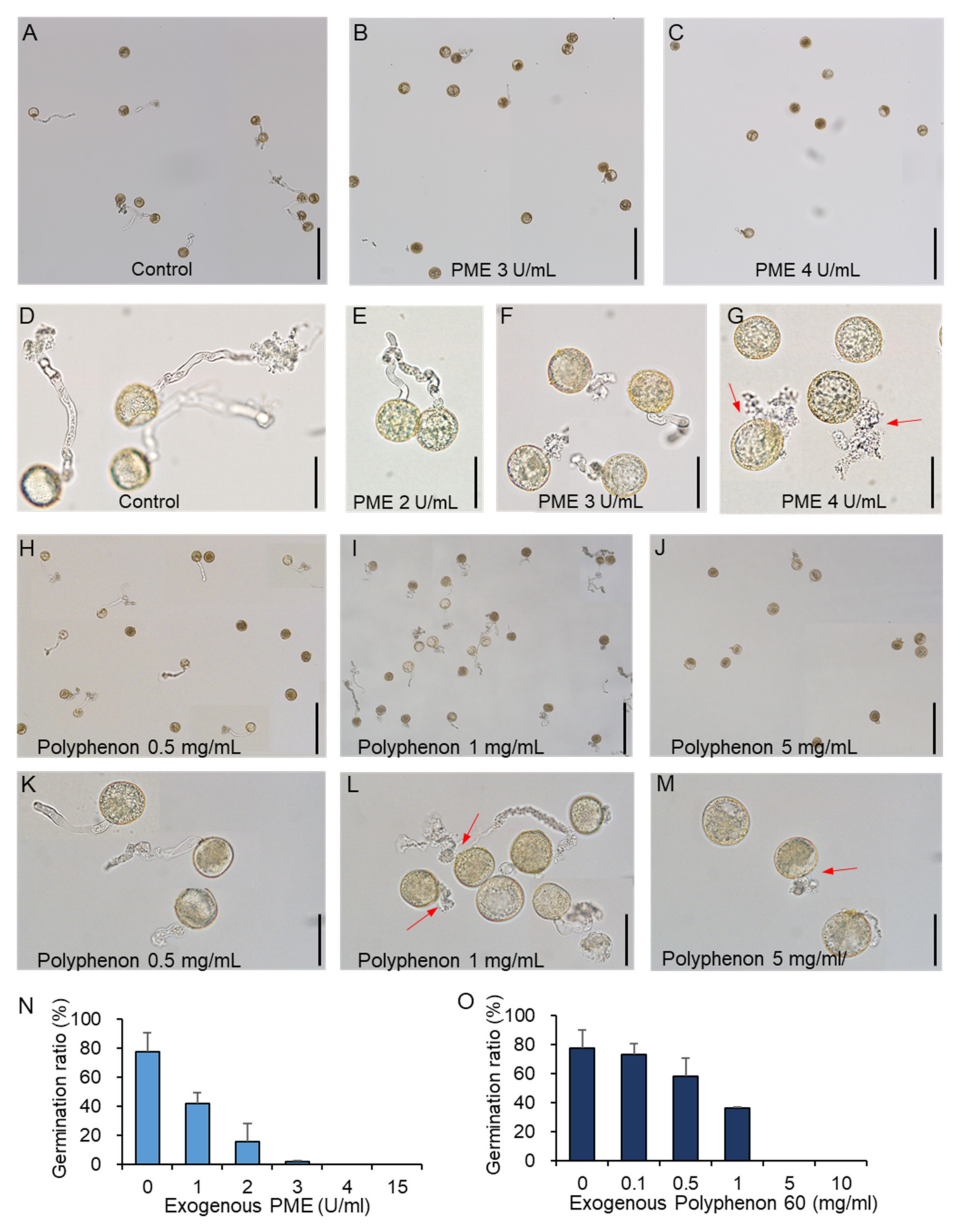 Ijms 21 04840 g001 Ijms 21 04840 g001