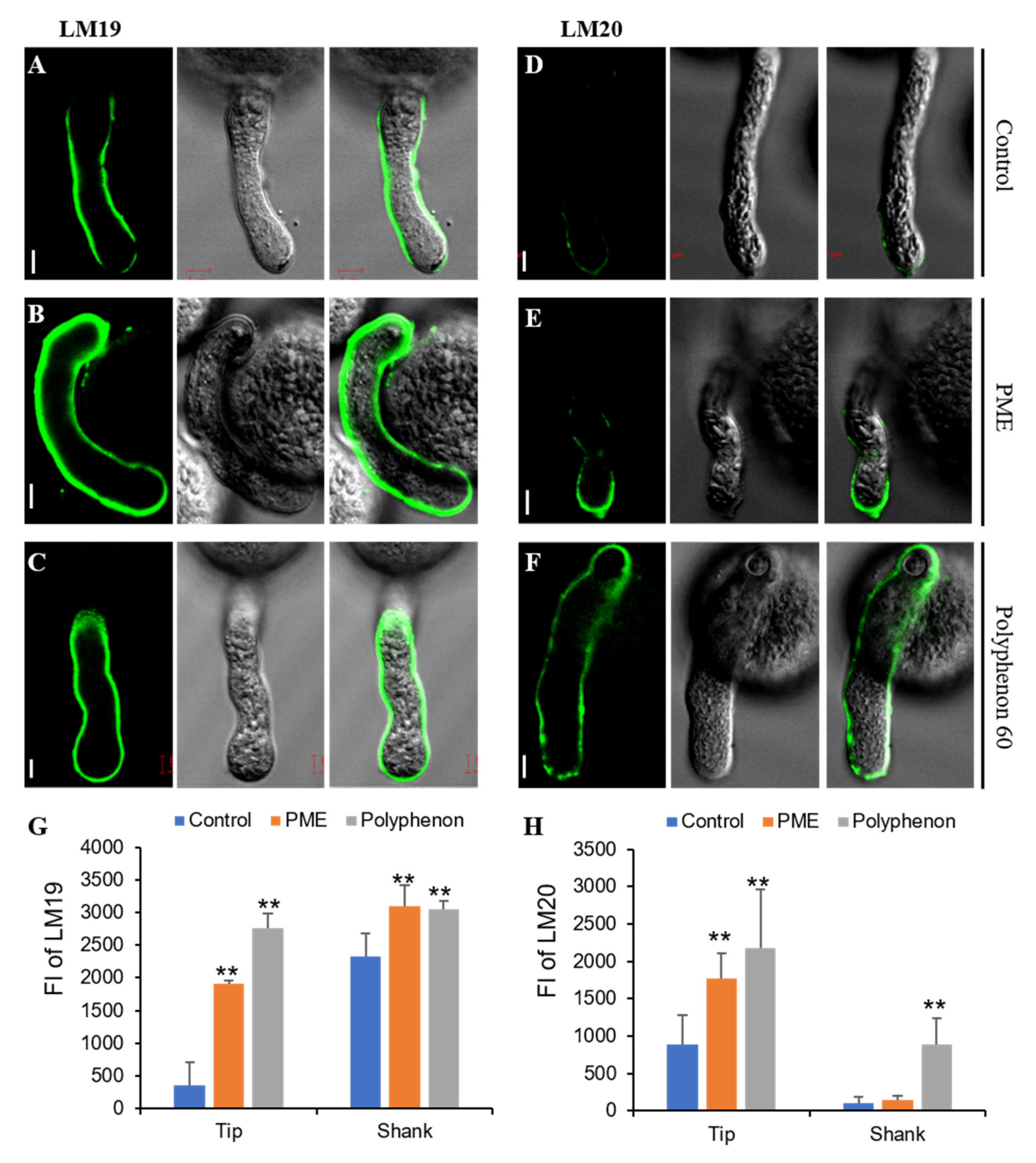 Ijms 21 04840 g003 Ijms 21 04840 g003
