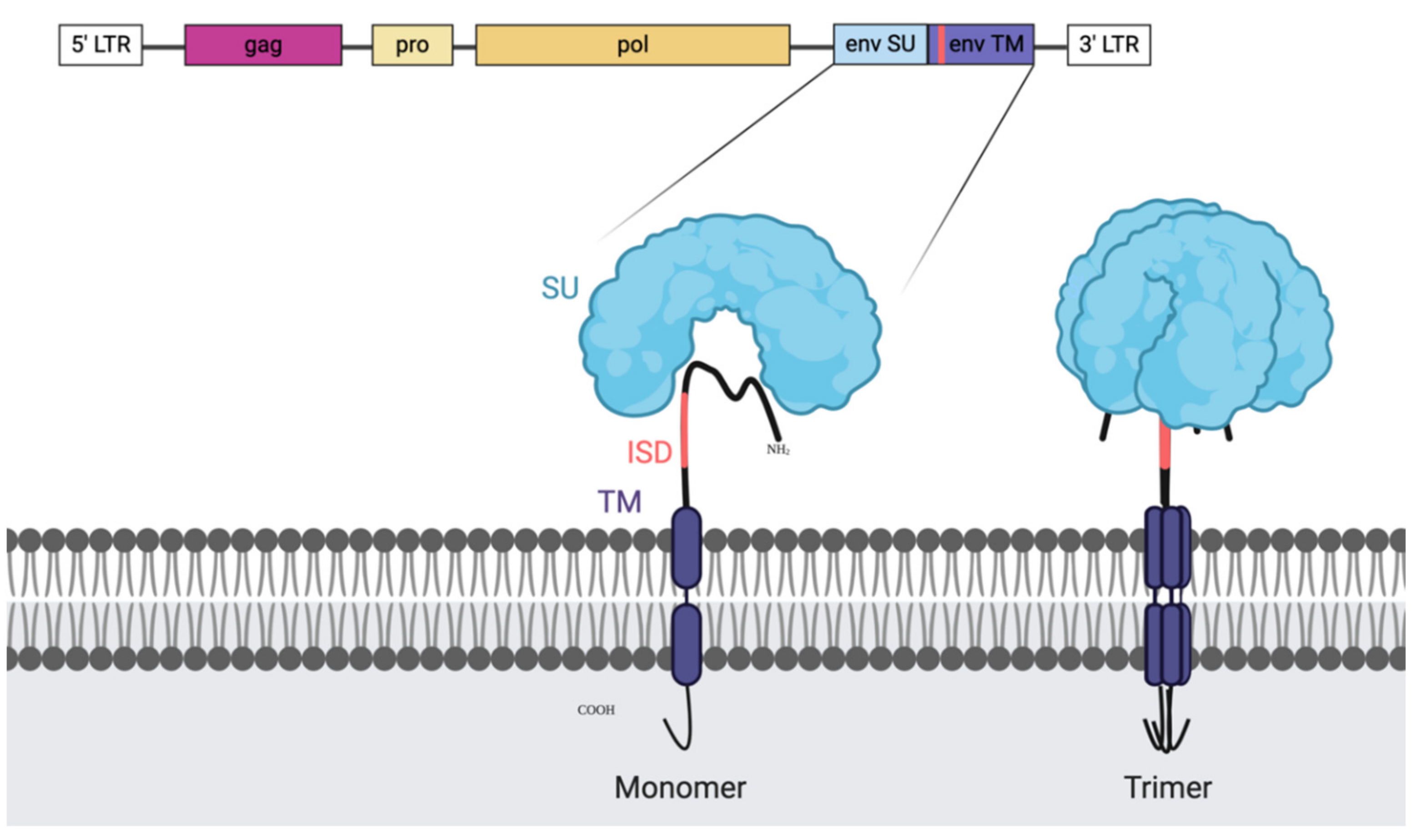 Ijms 21 04843 g001 Ijms 21 04843 g001