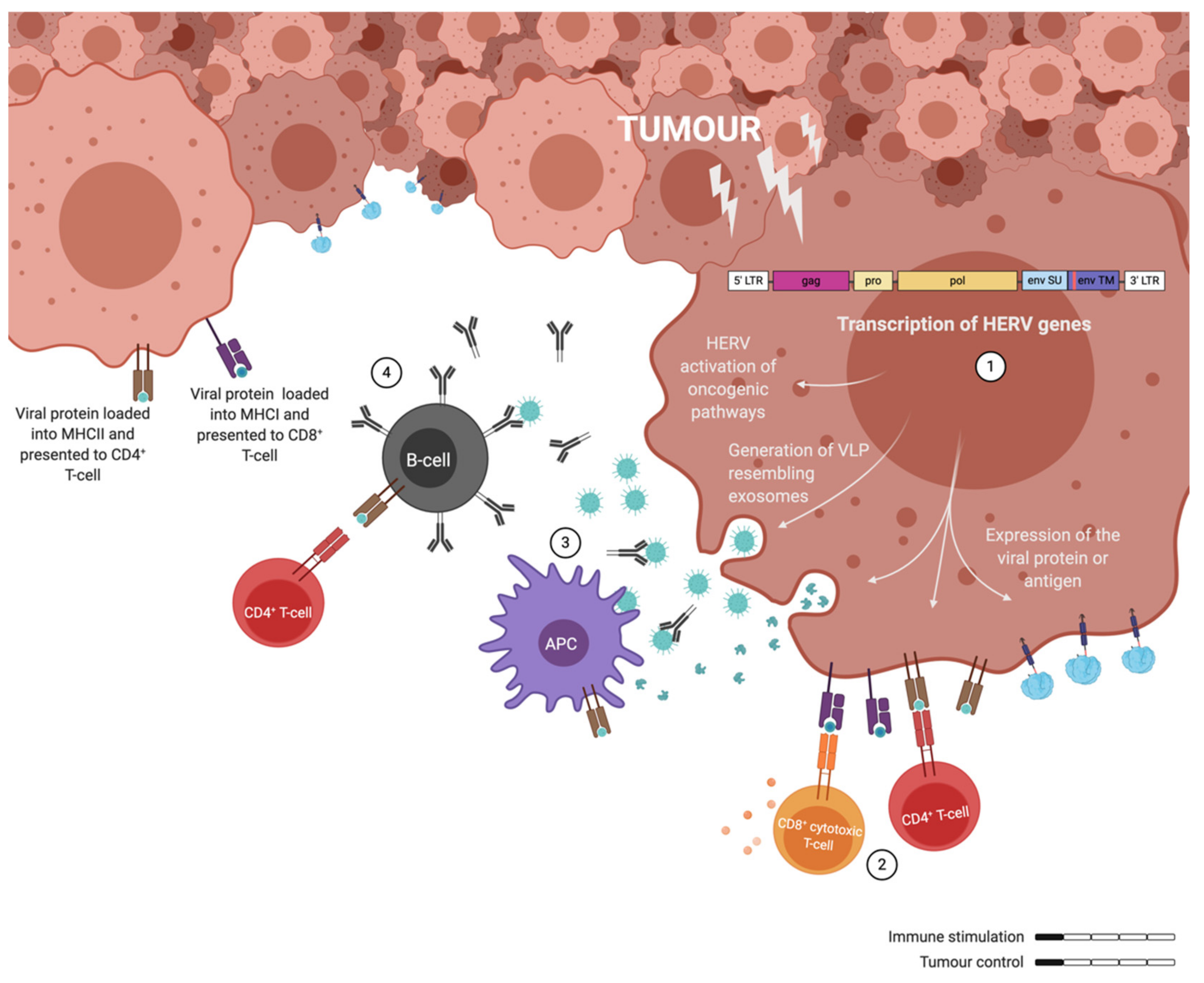 Ijms 21 04843 g003 Ijms 21 04843 g003