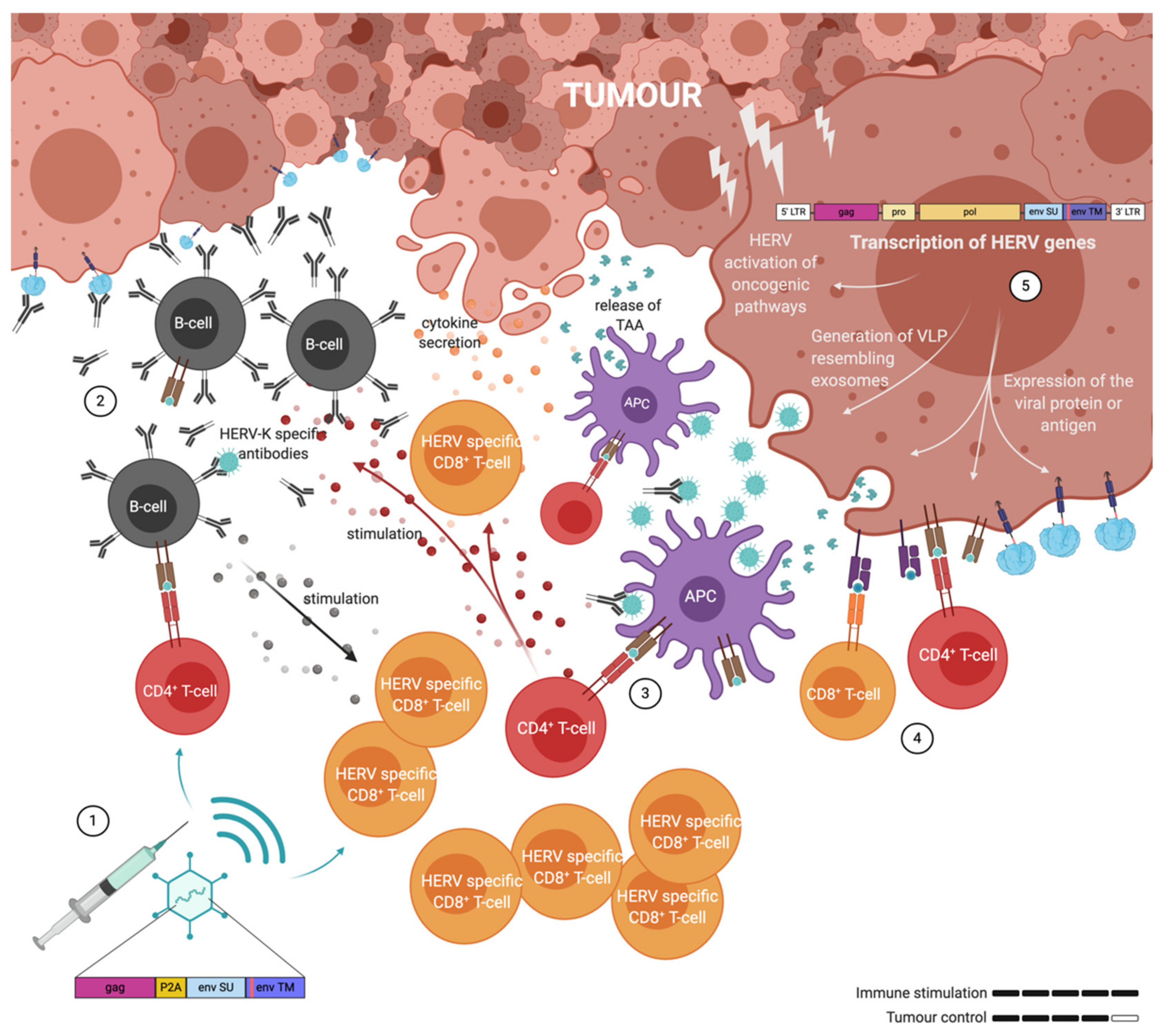 Ijms 21 04843 g004 Ijms 21 04843 g004