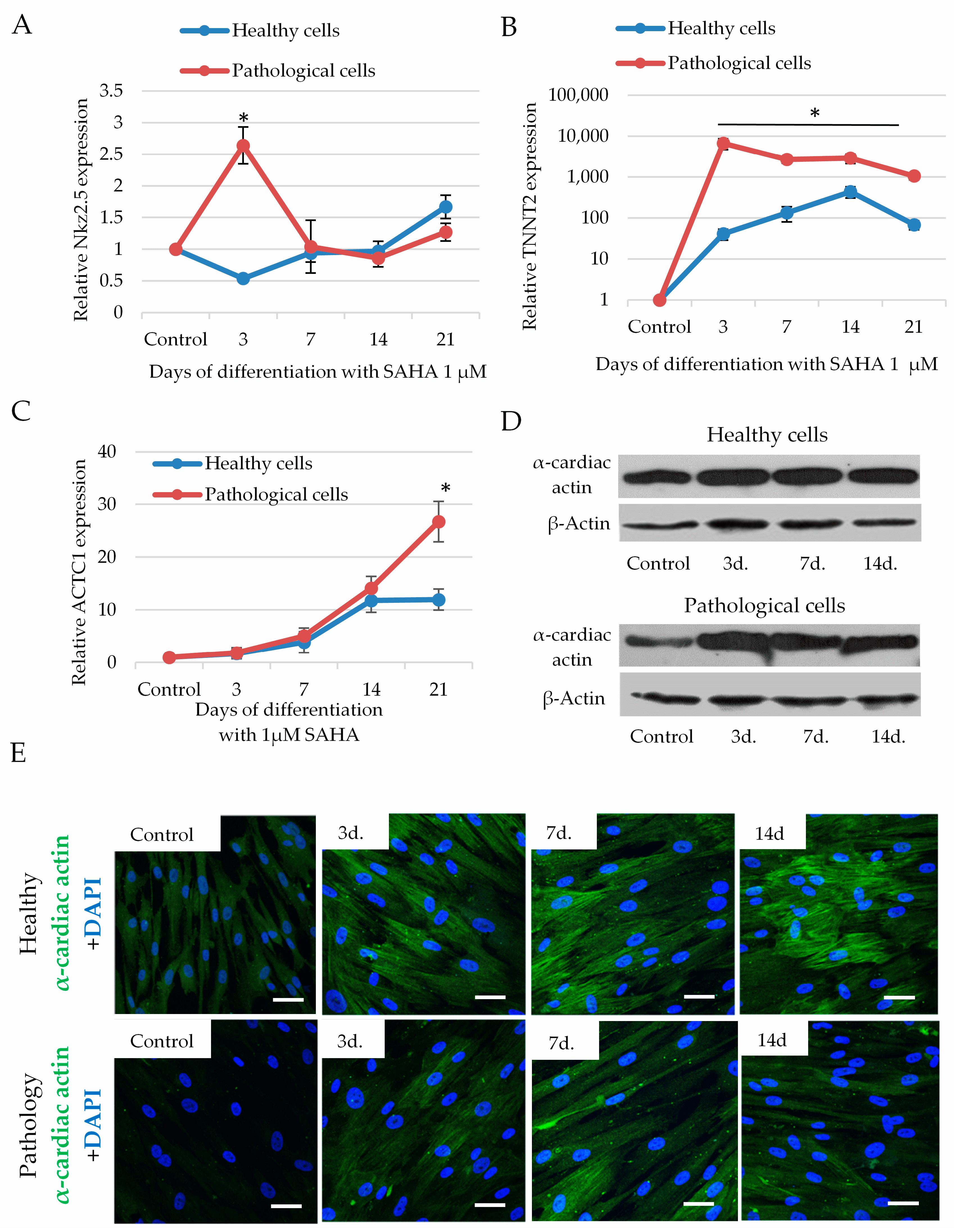 Ijms 21 04845 g007 Ijms 21 04845 g007