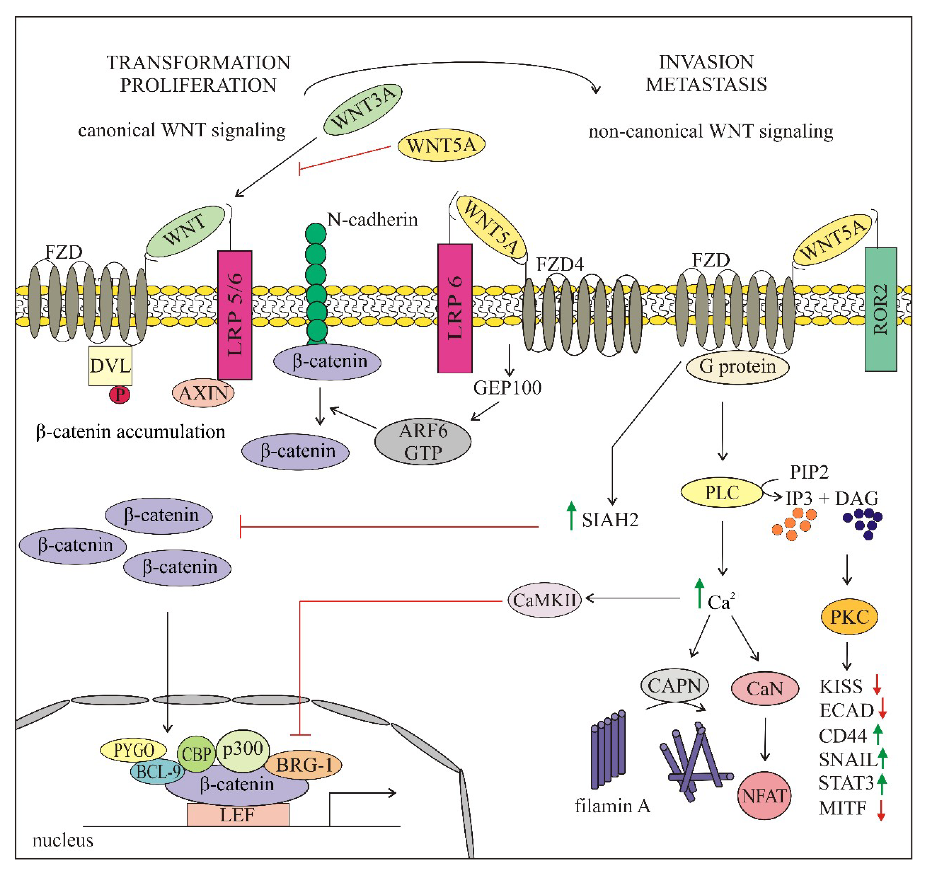 Ijms 21 04852 g003 Ijms 21 04852 g003