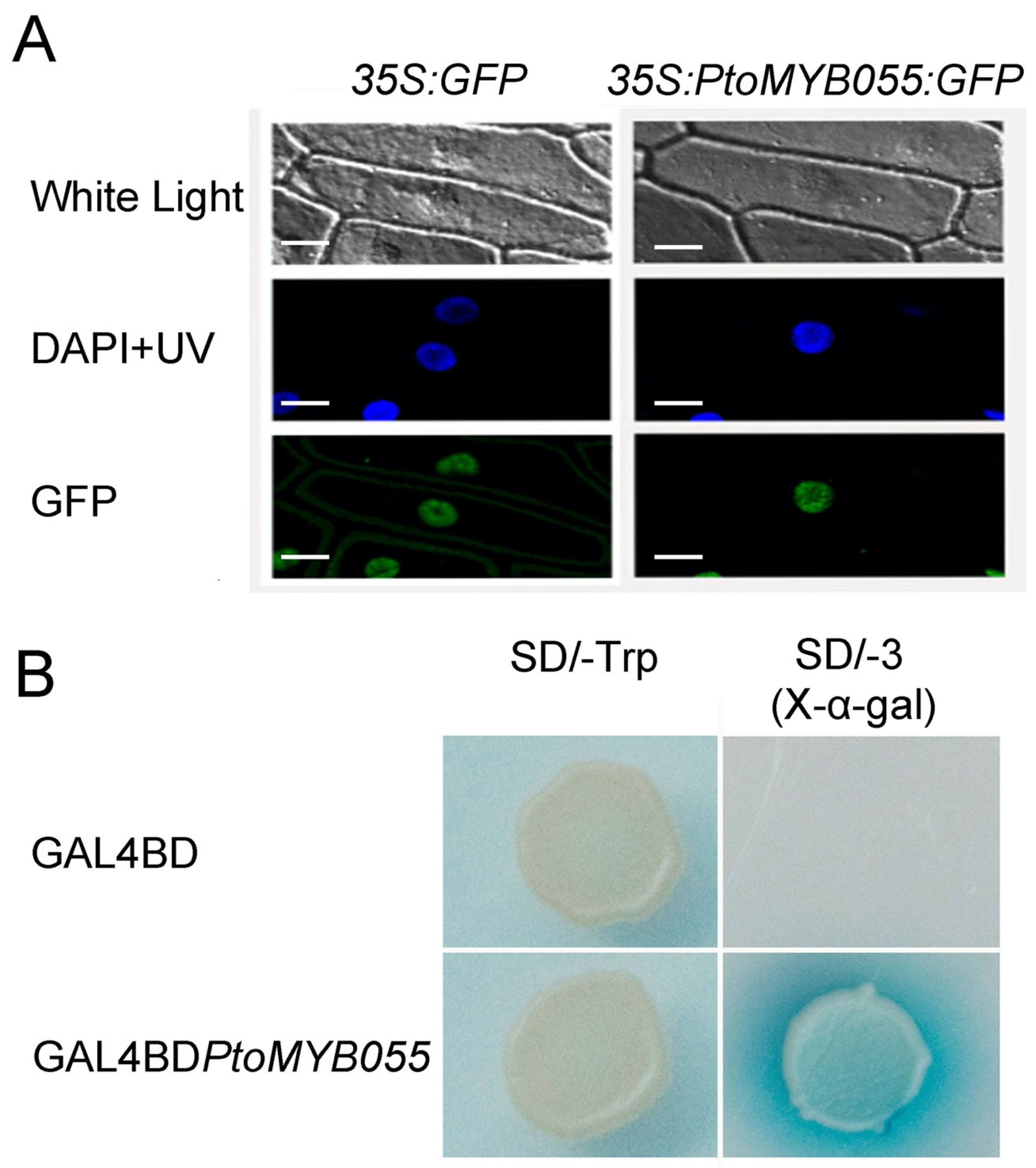 Ijms 21 04857 g003 Ijms 21 04857 g003