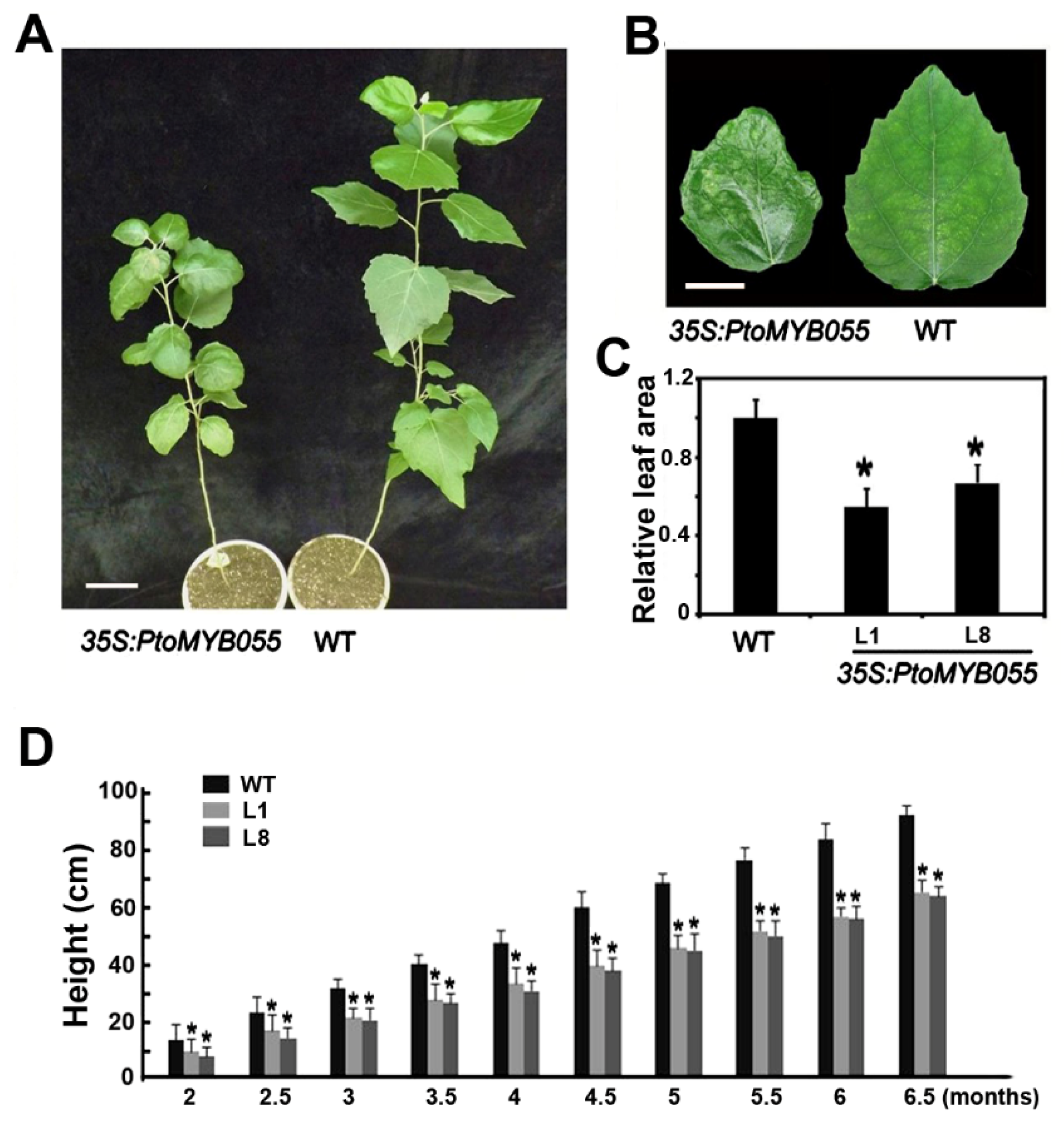 Ijms 21 04857 g004 Ijms 21 04857 g004