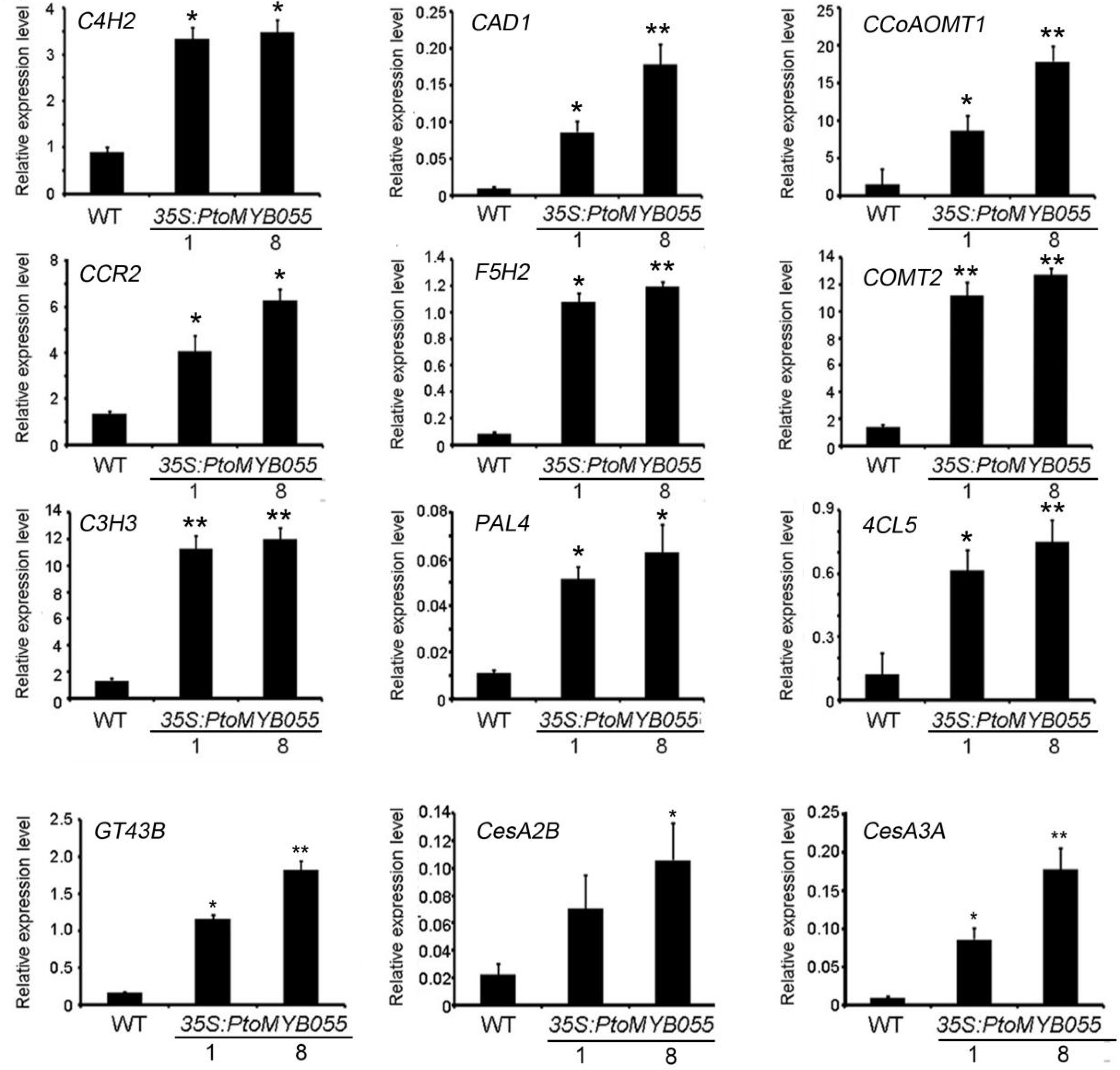 Ijms 21 04857 g006 Ijms 21 04857 g006