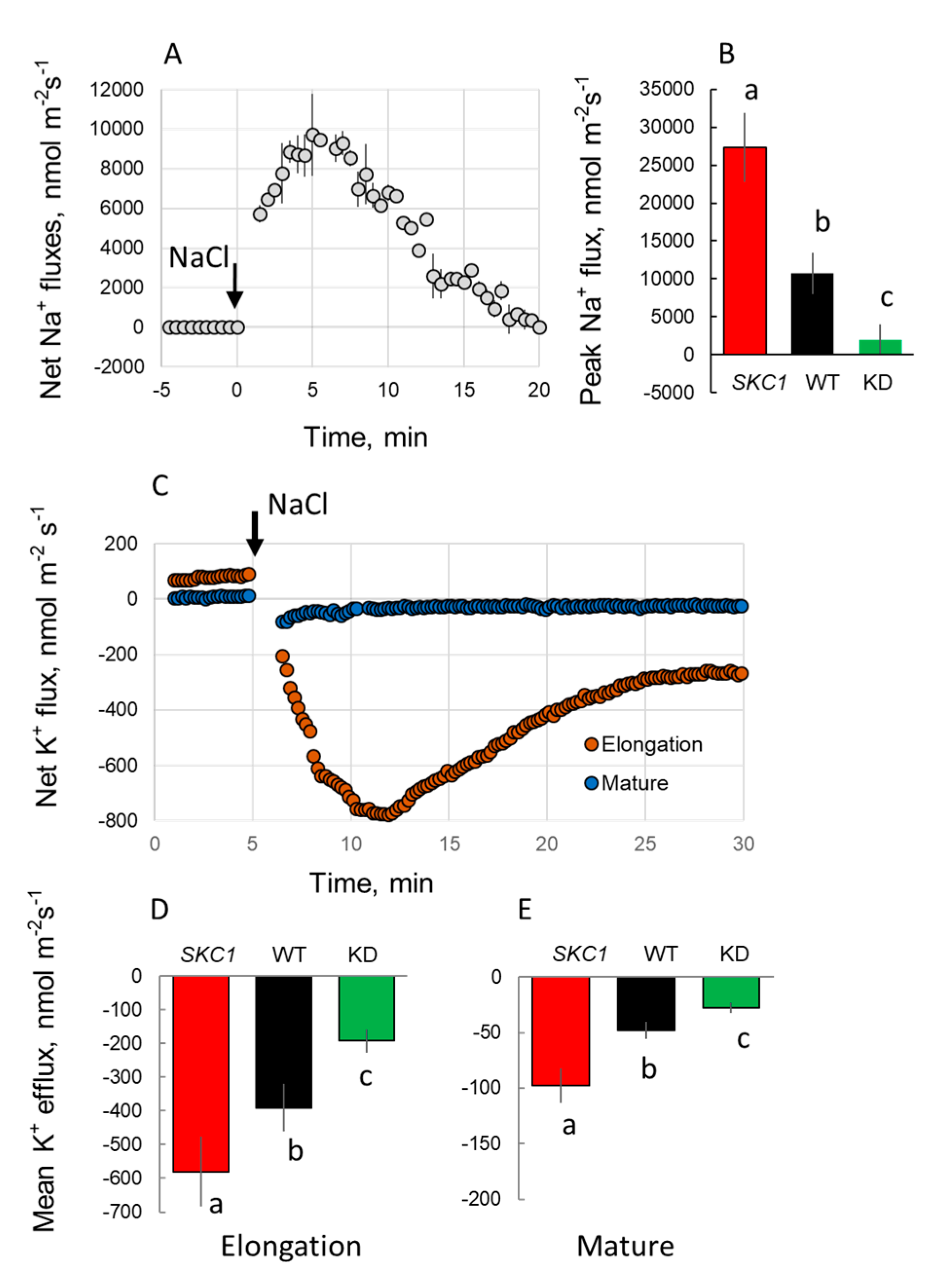 Ijms 21 04882 g006 Ijms 21 04882 g006