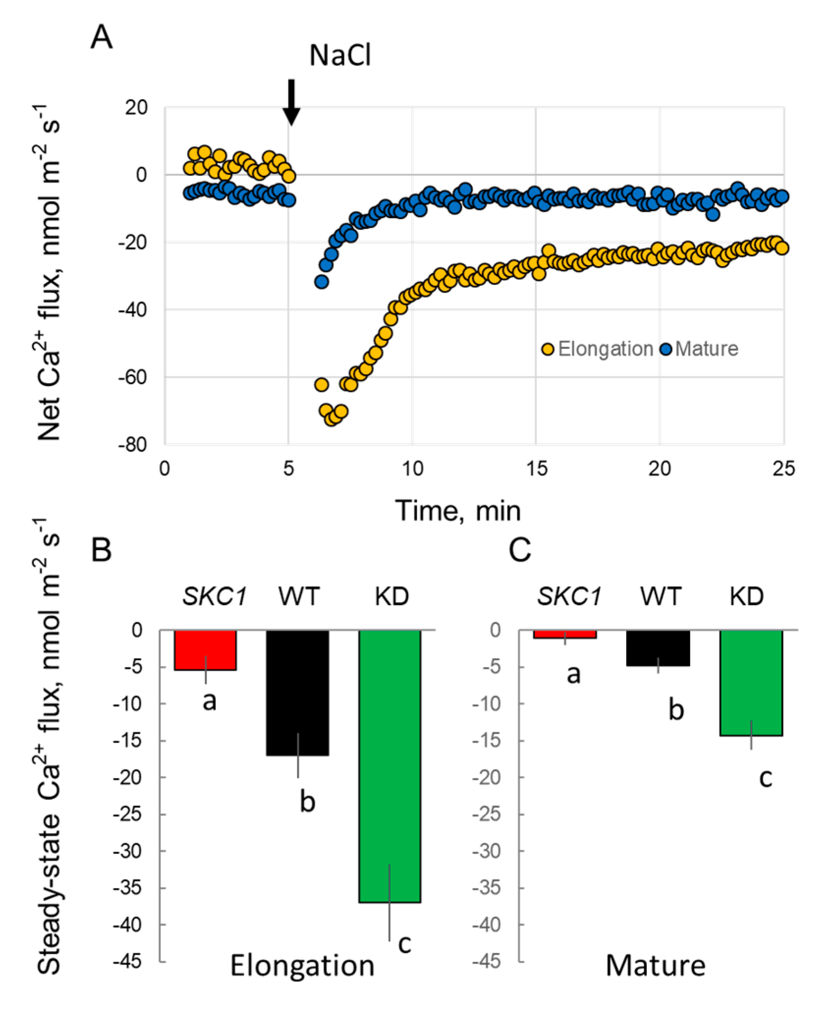 Ijms 21 04882 g007 Ijms 21 04882 g007