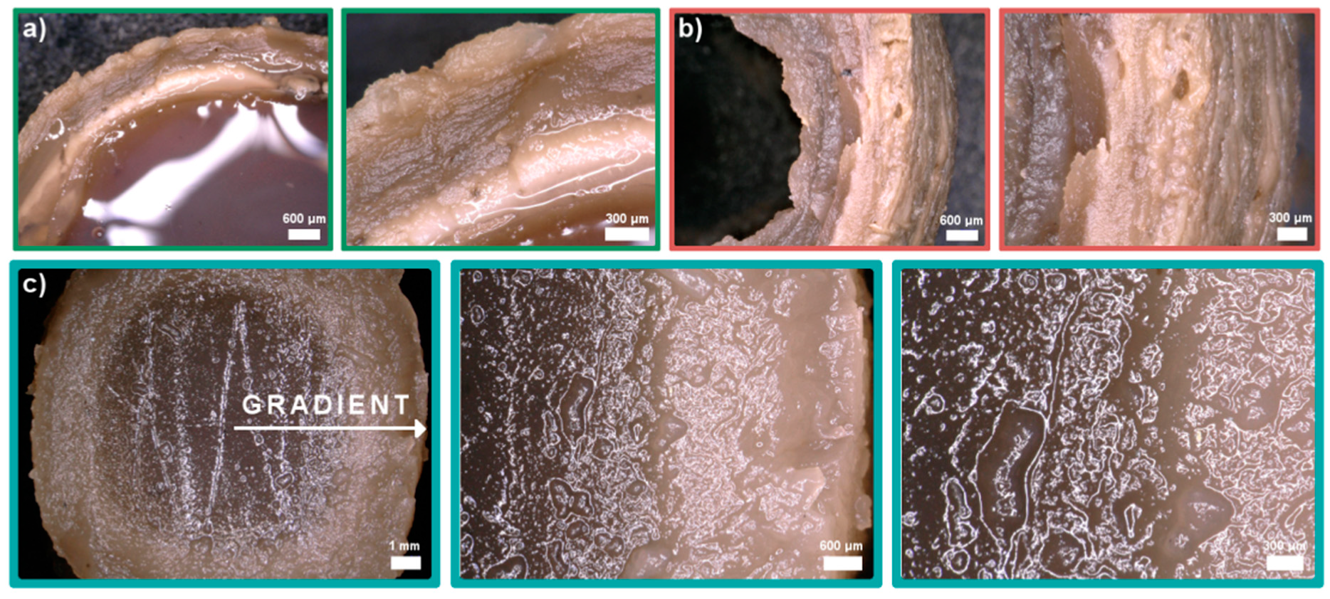 Ijms 21 04888 g004 Ijms 21 04888 g004