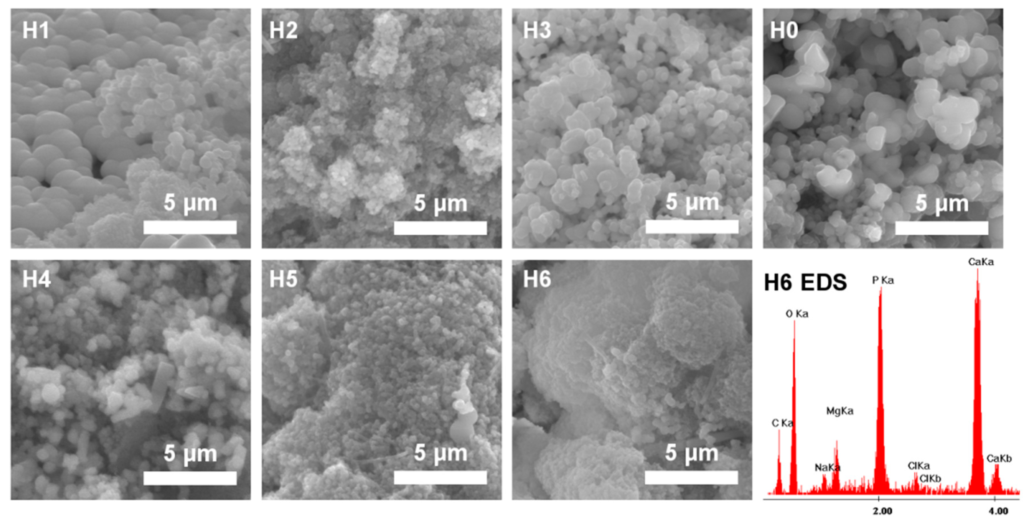 Ijms 21 04888 g012 Ijms 21 04888 g012