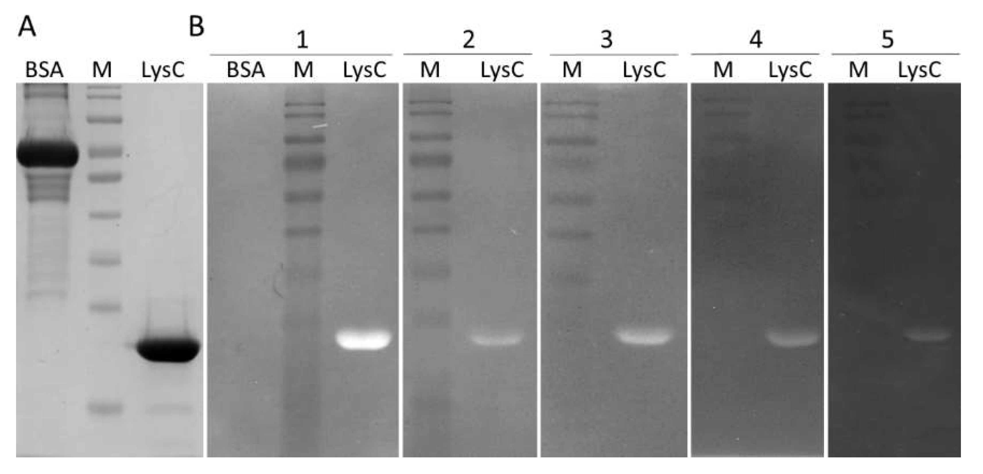 Ijms 21 04894 g002 Ijms 21 04894 g002