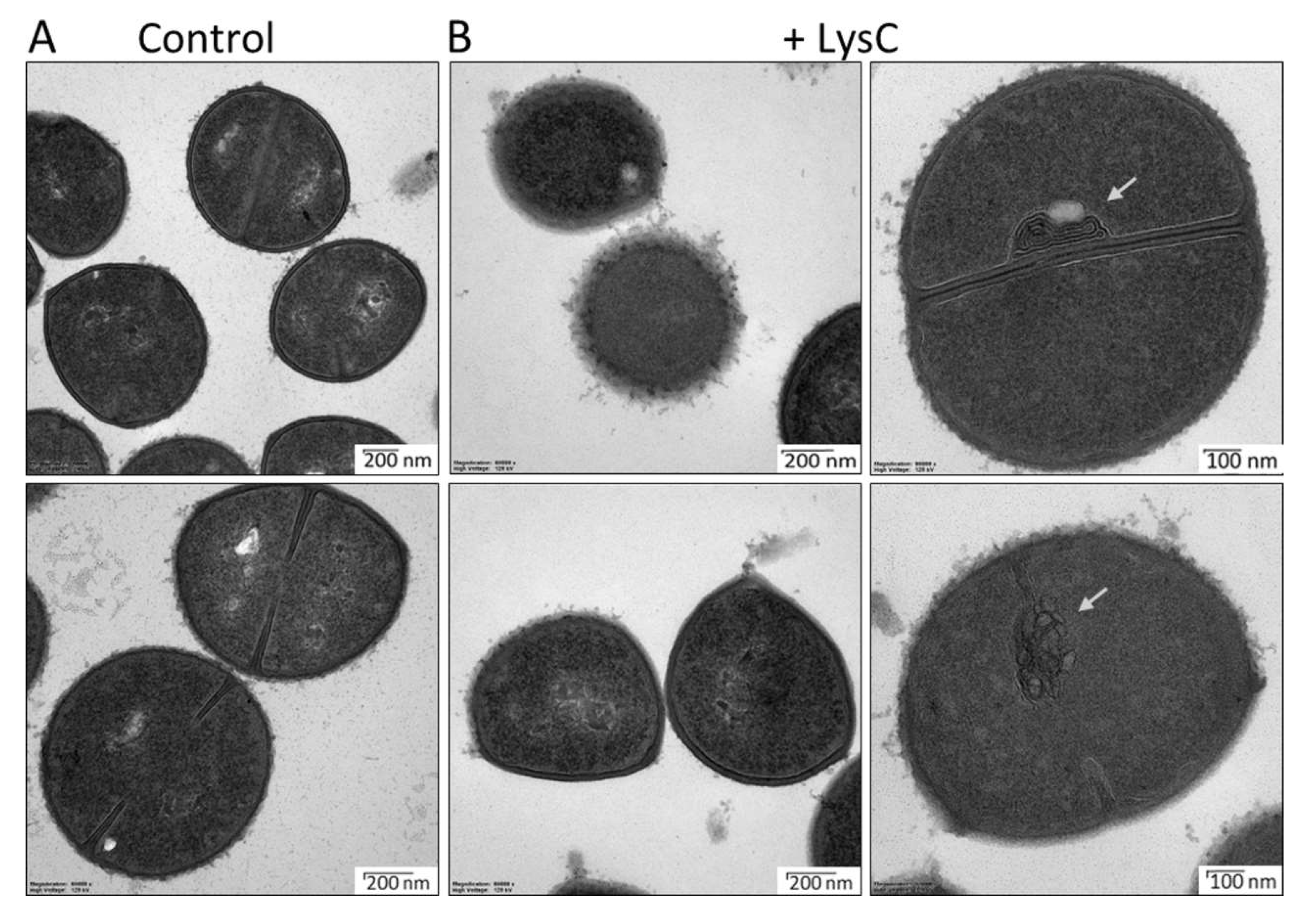 Ijms 21 04894 g004 Ijms 21 04894 g004