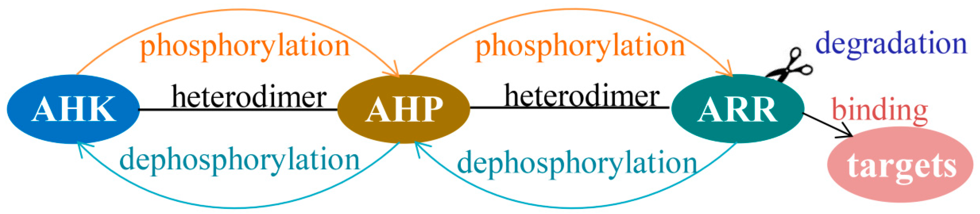 Ijms 21 04898 g009 Ijms 21 04898 g009