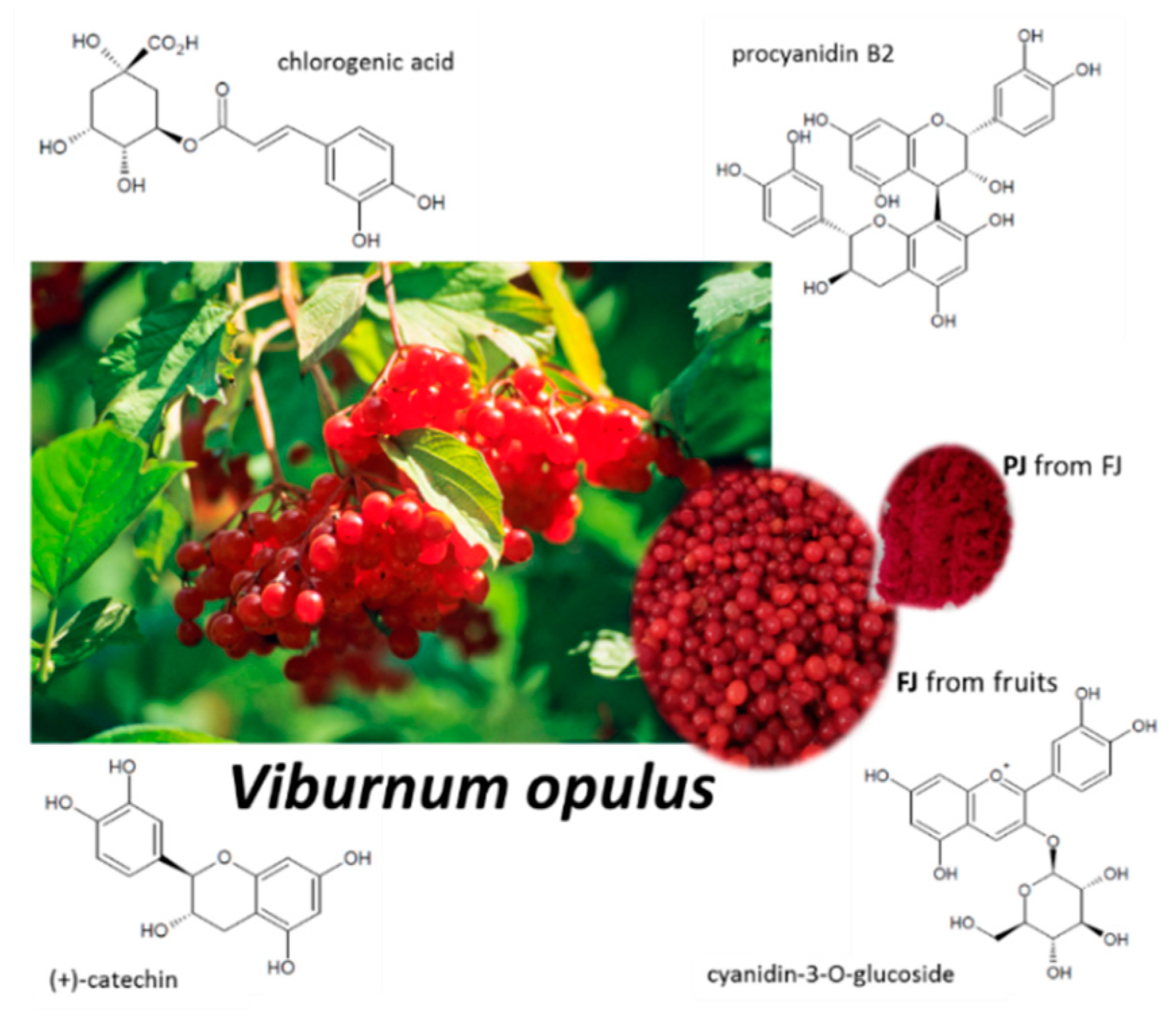 Ijms 21 04909 g001 Ijms 21 04909 g001