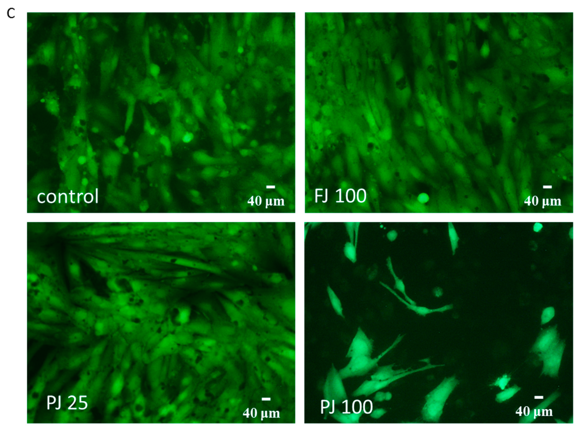 Ijms 21 04909 g003b Ijms 21 04909 g003b