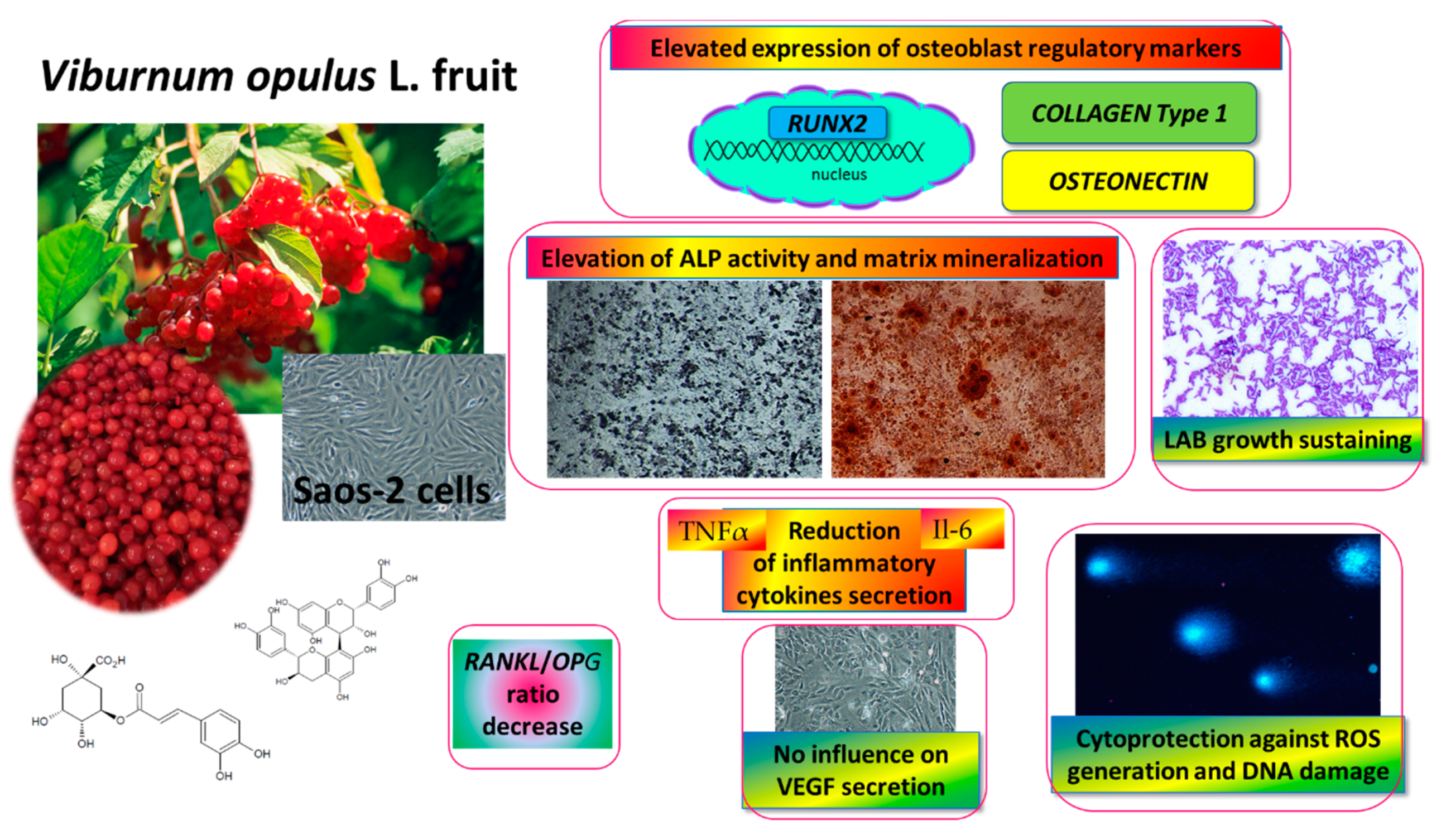 Ijms 21 04909 g011 Ijms 21 04909 g011