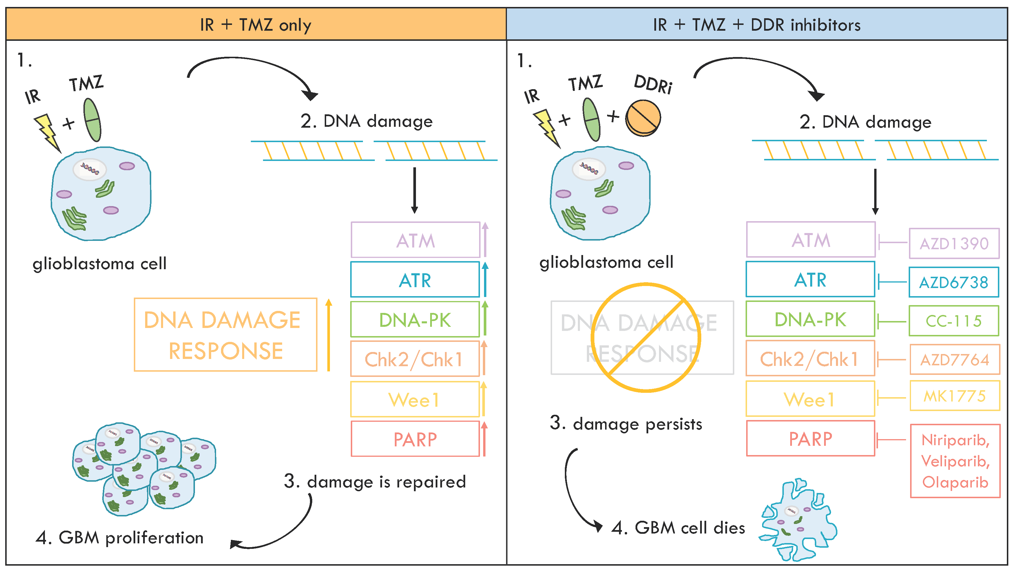 Ijms 21 04910 g001 Ijms 21 04910 g001
