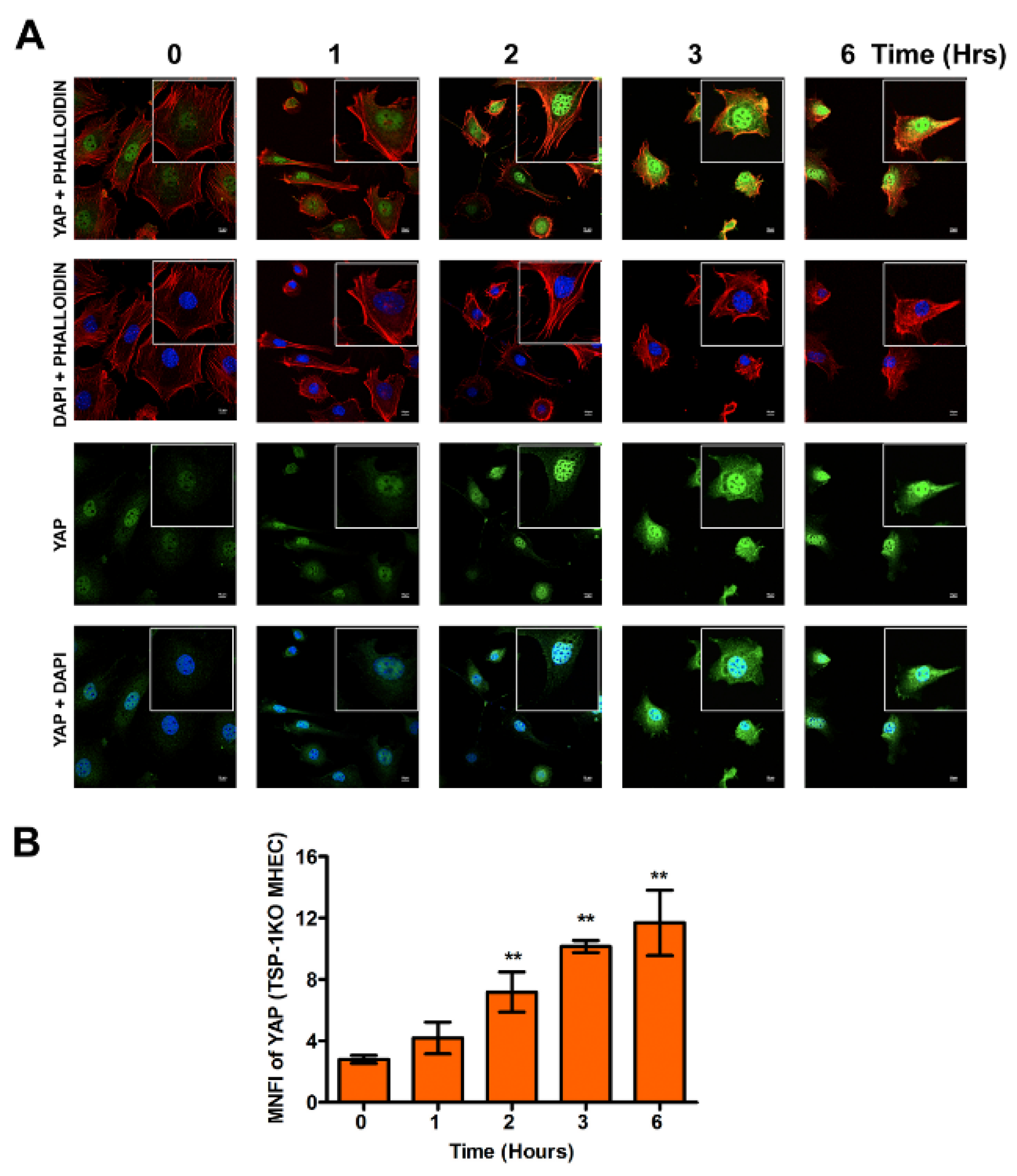 Ijms 21 04912 g003 Ijms 21 04912 g003
