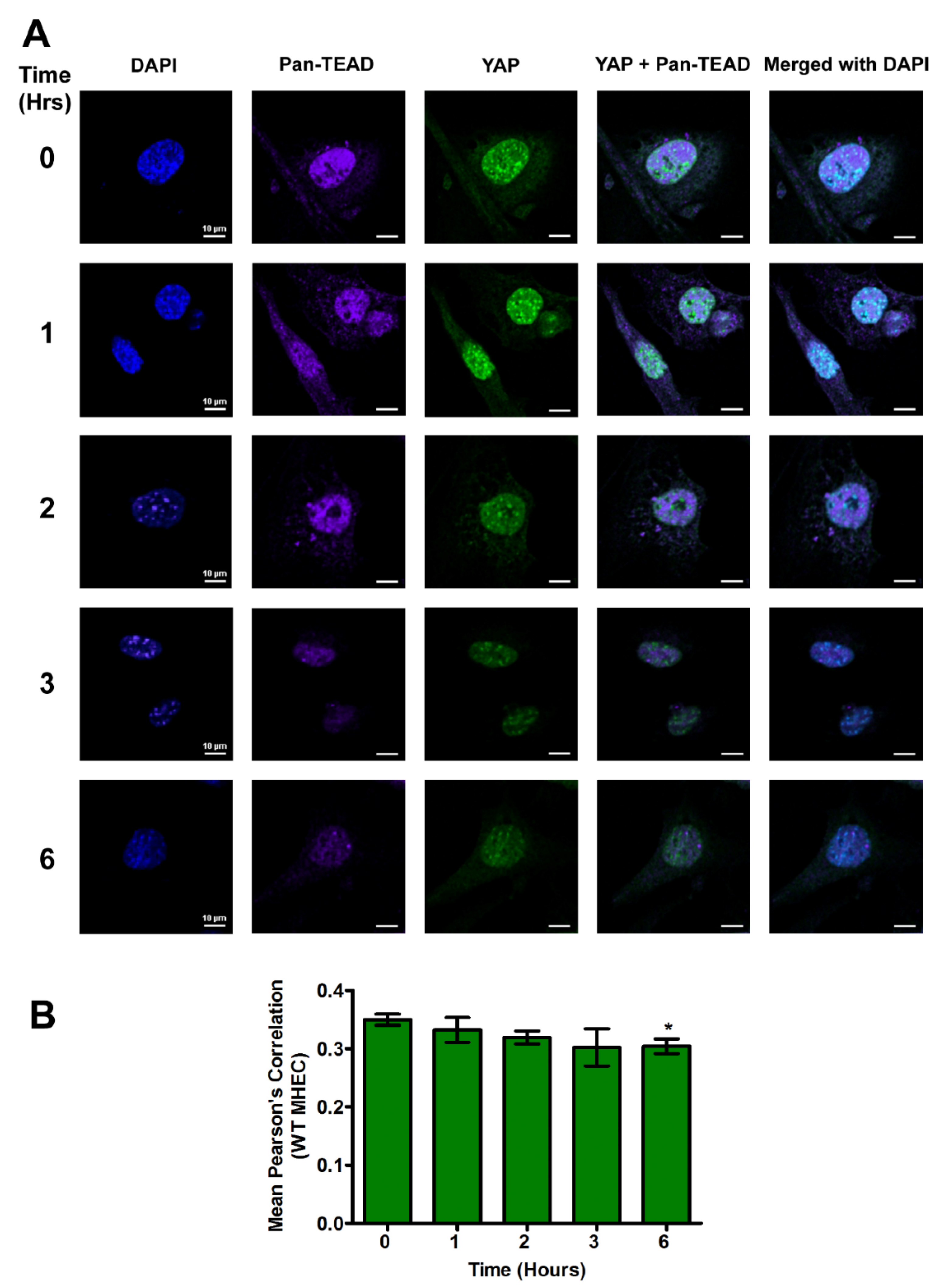 Ijms 21 04912 g004 Ijms 21 04912 g004