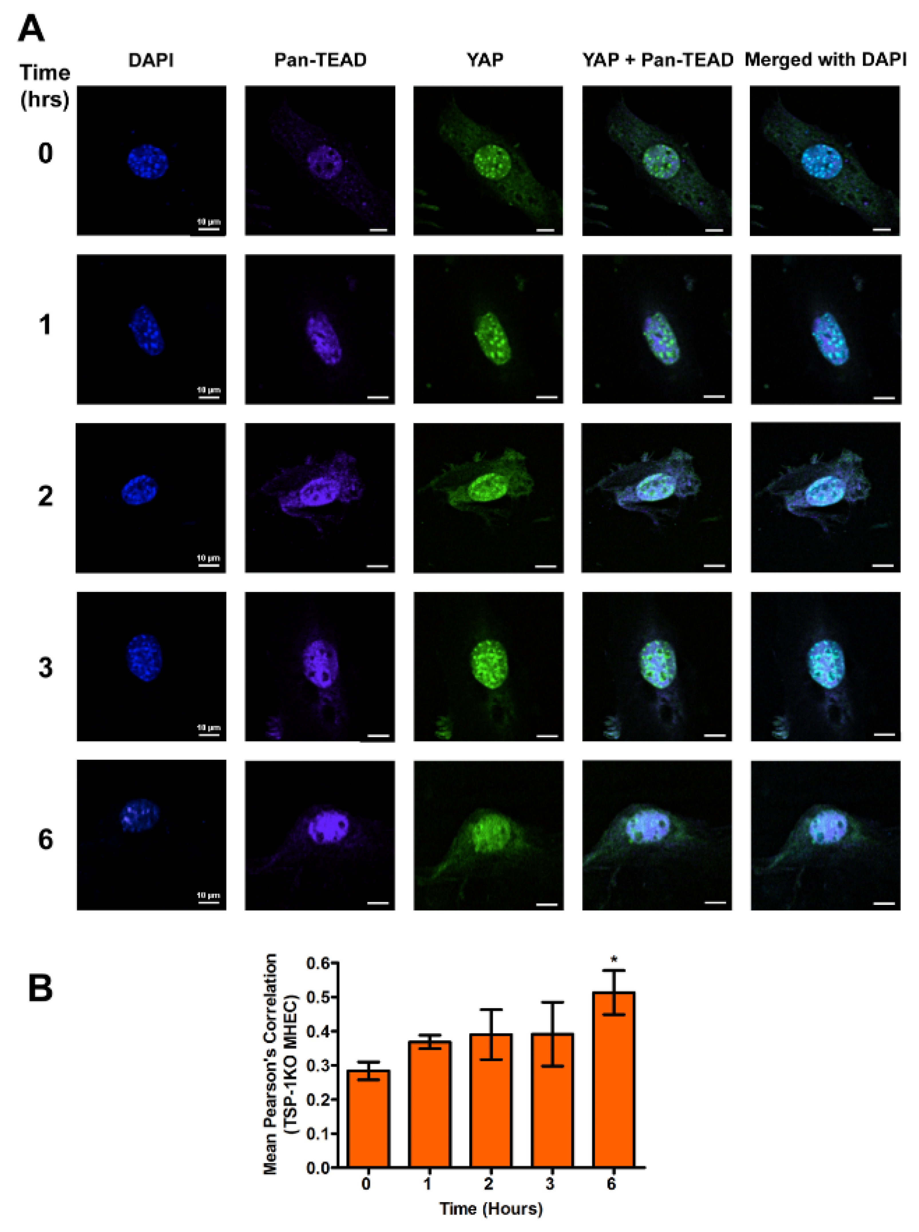 Ijms 21 04912 g005 Ijms 21 04912 g005