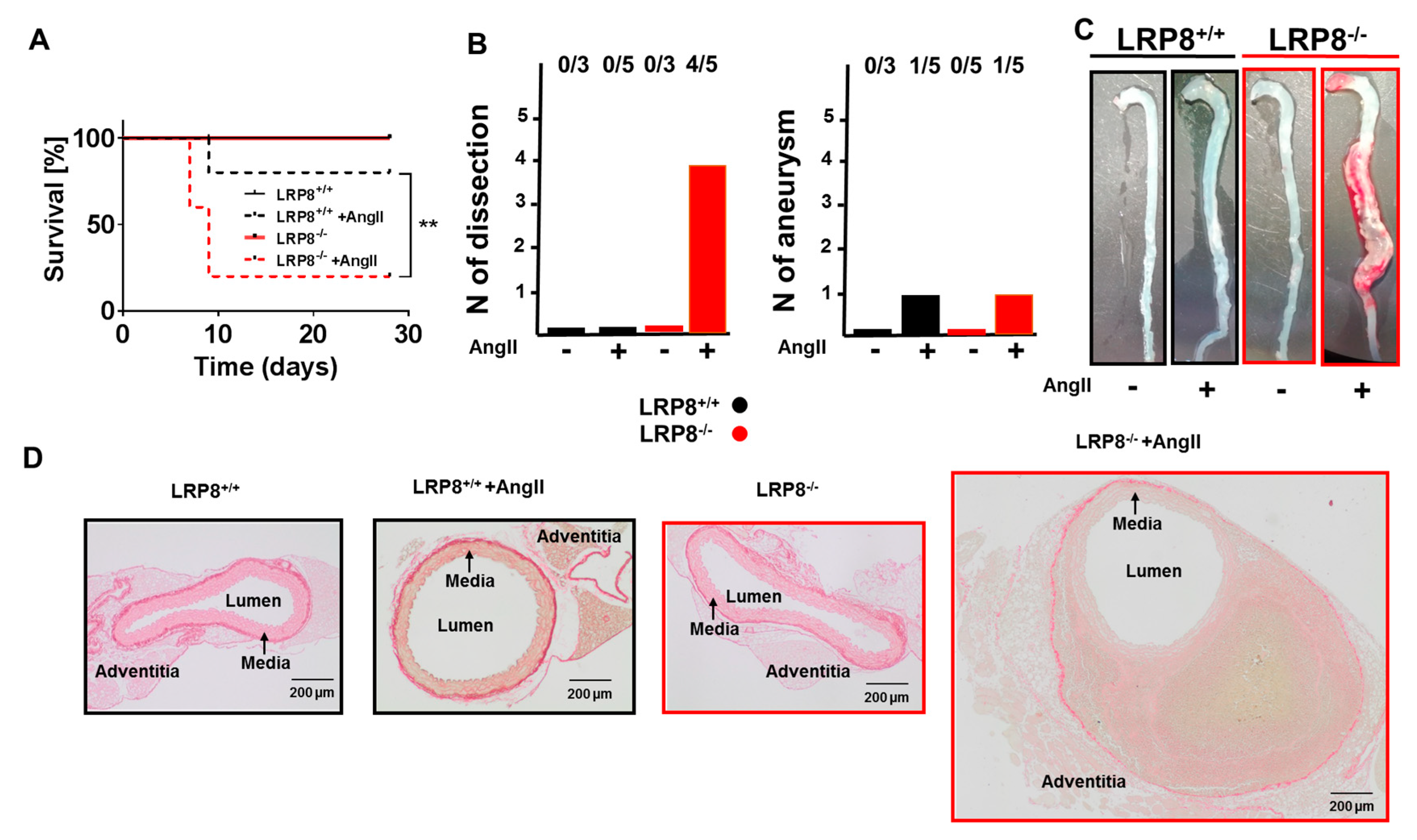 Ijms 21 04916 g002 Ijms 21 04916 g002