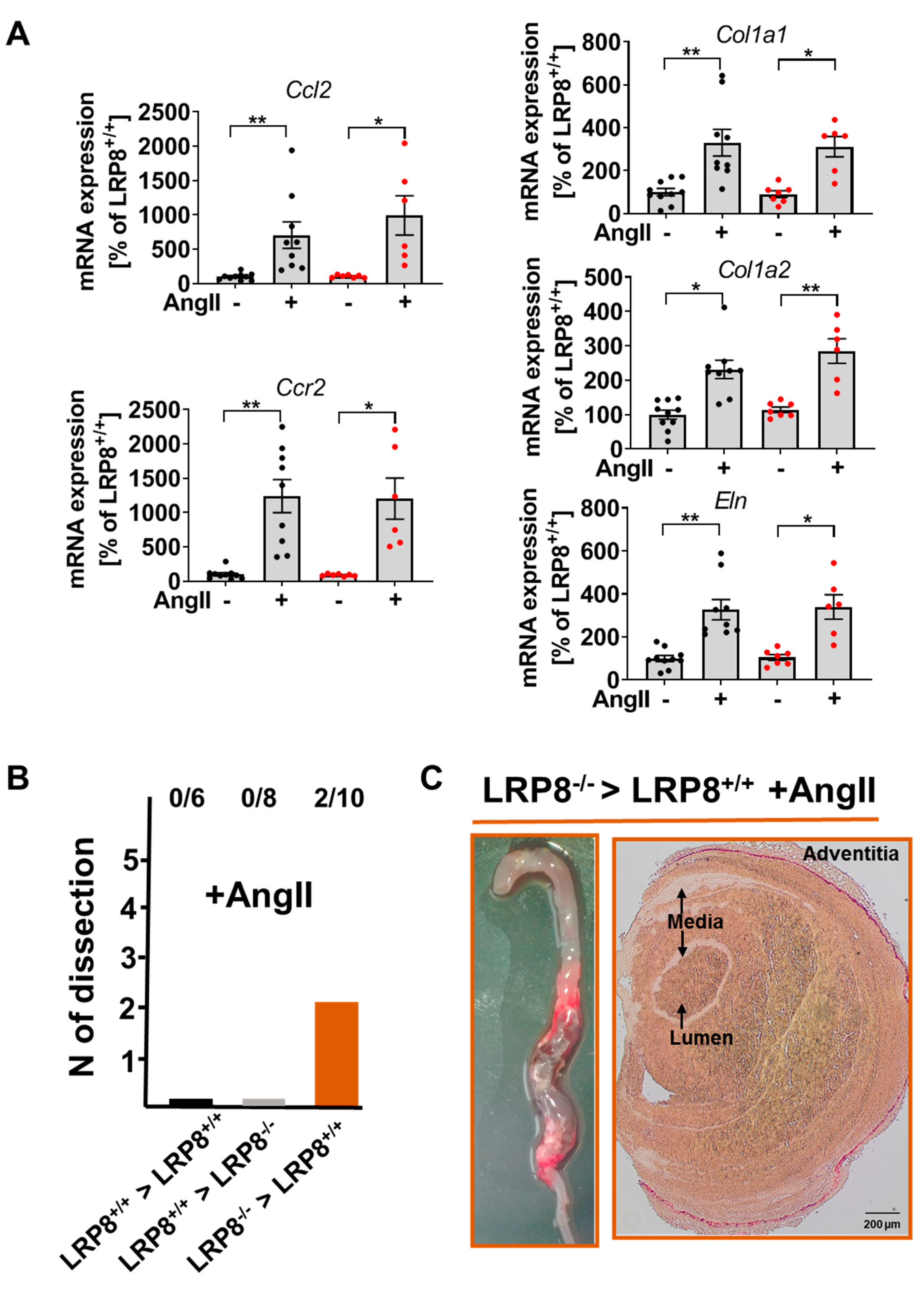 Ijms 21 04916 g003 Ijms 21 04916 g003