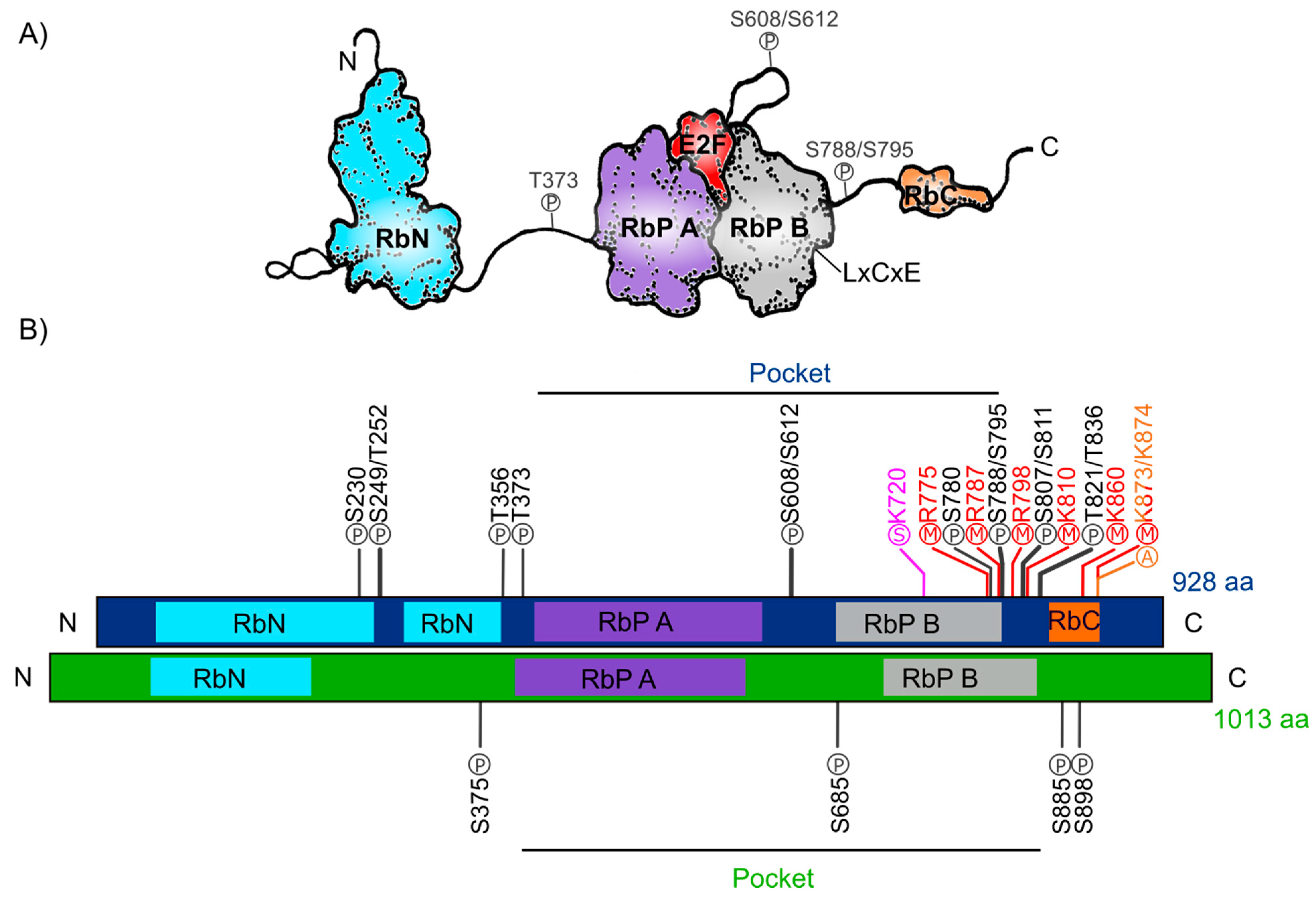 Ijms 21 04925 g001 Ijms 21 04925 g001