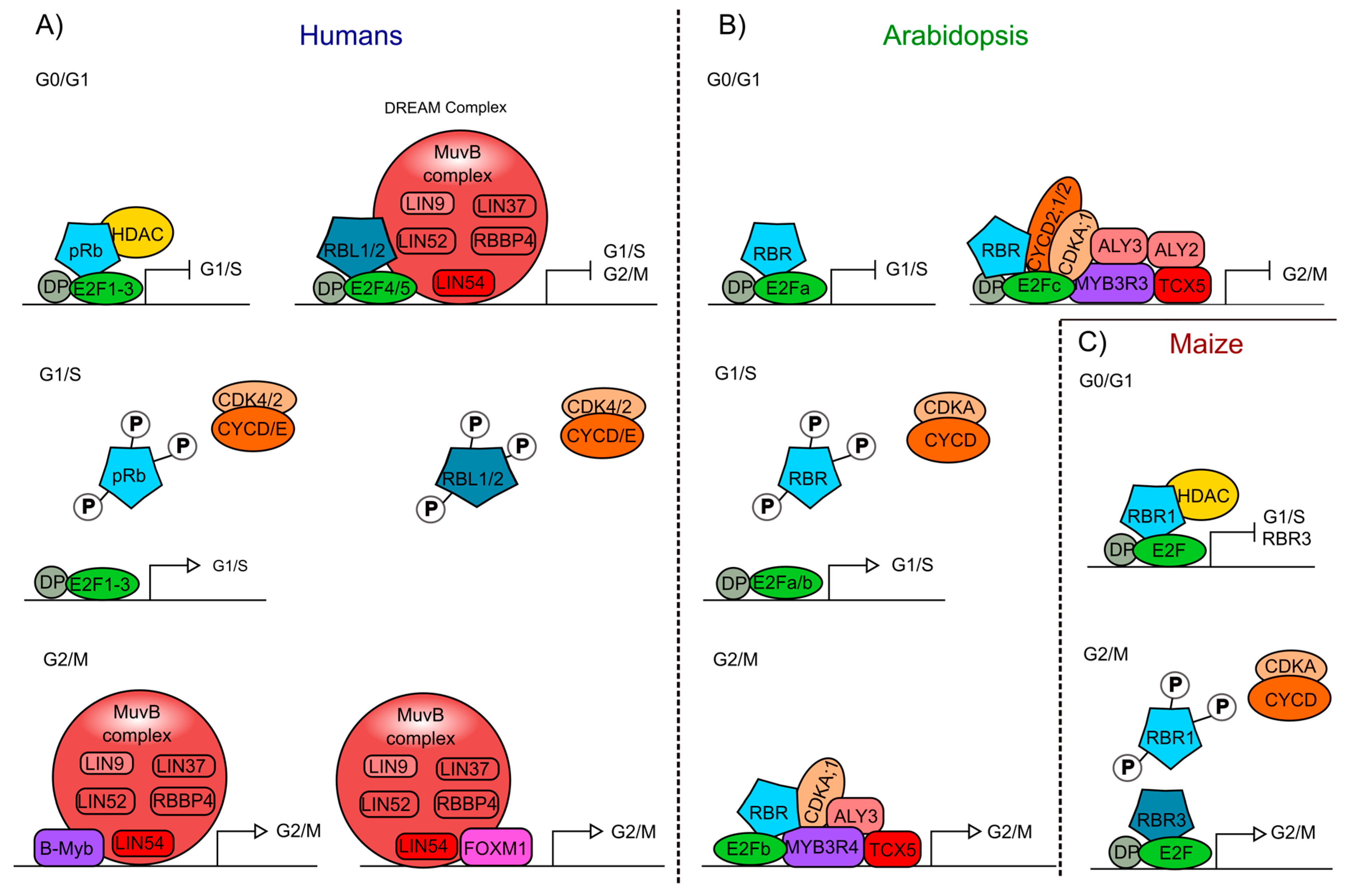 Ijms 21 04925 g002 Ijms 21 04925 g002