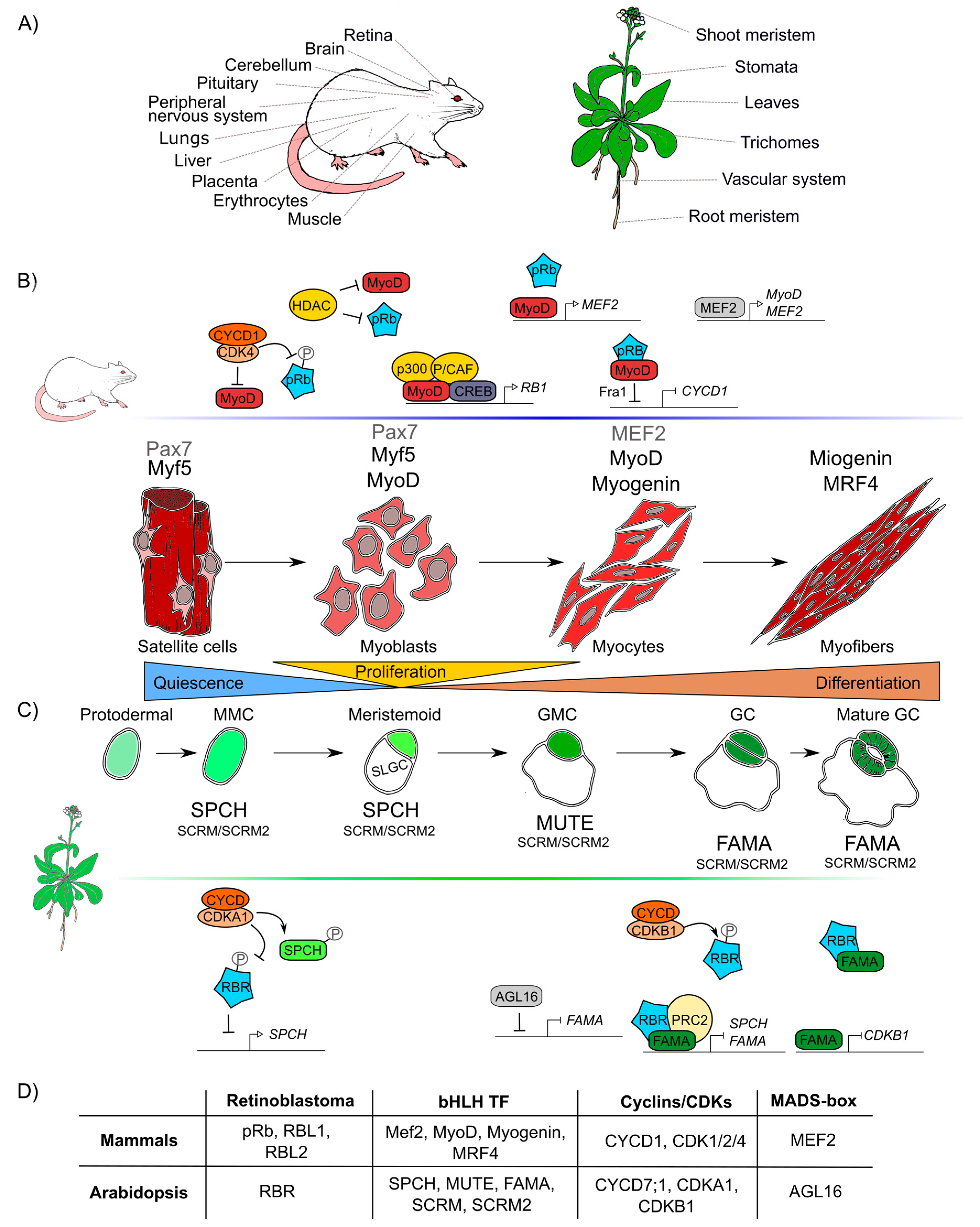 Ijms 21 04925 g003 Ijms 21 04925 g003