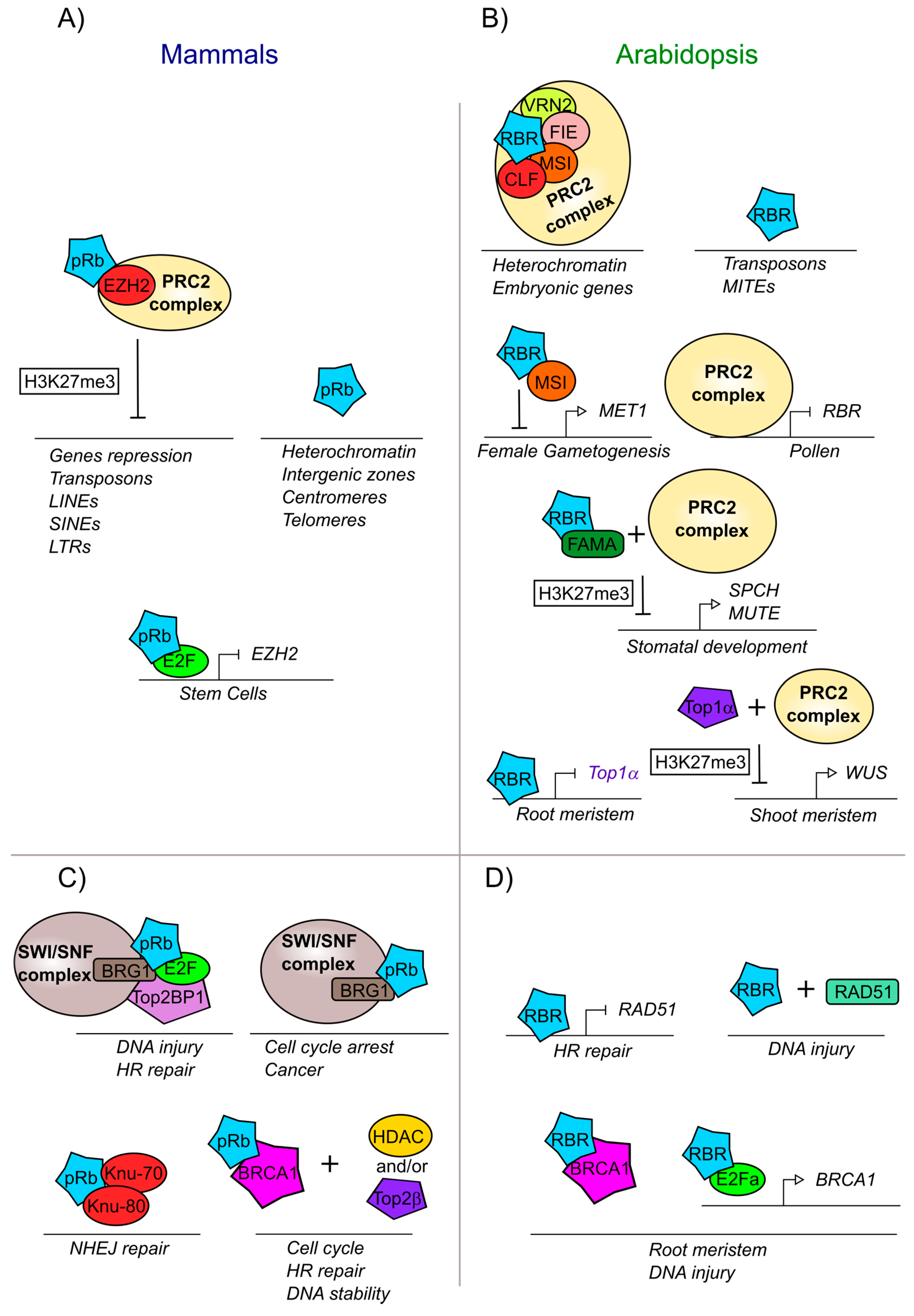 Ijms 21 04925 g004 Ijms 21 04925 g004