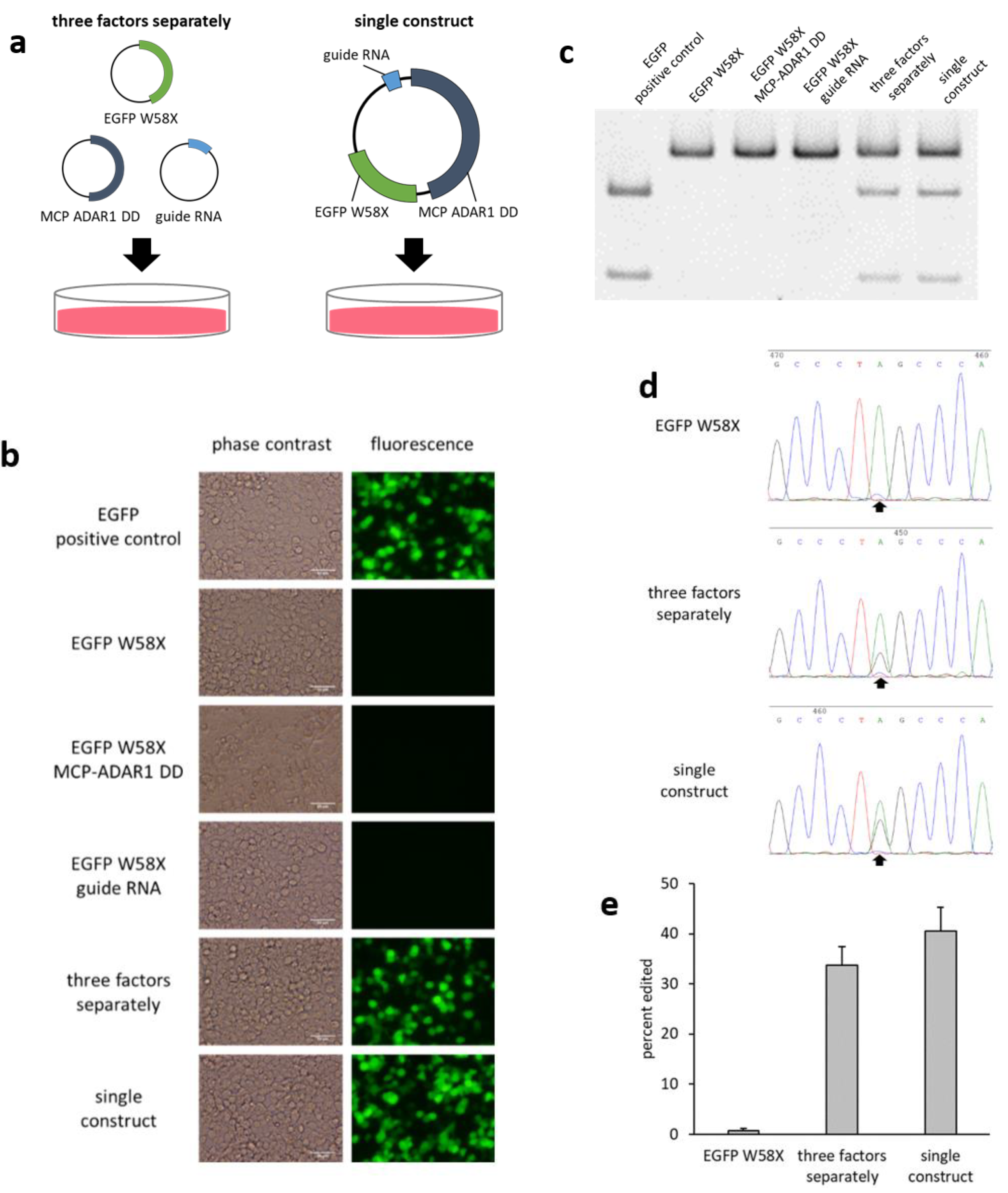 Ijms 21 04943 g001 Ijms 21 04943 g001
