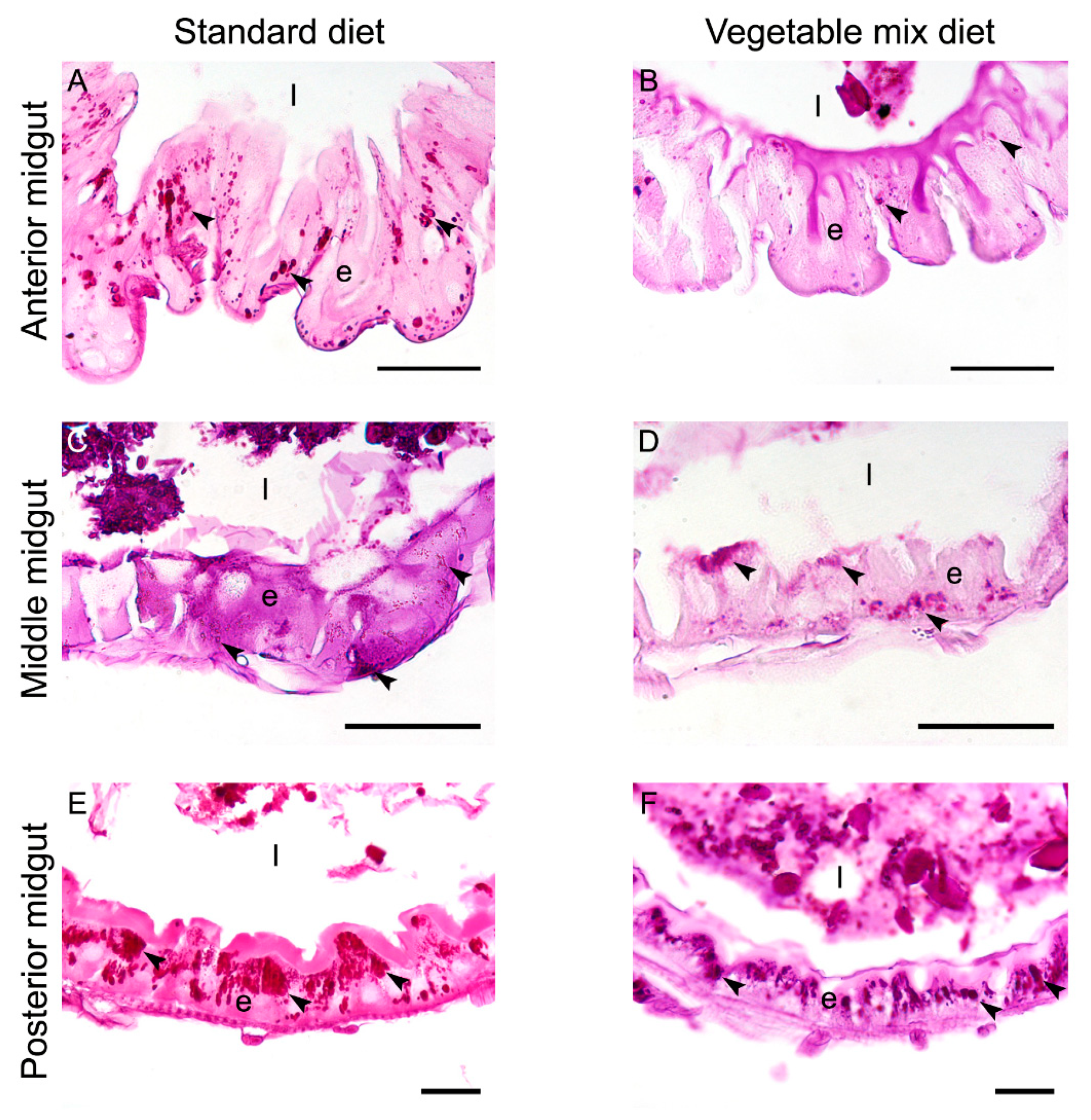 Ijms 21 04955 g004 Ijms 21 04955 g004