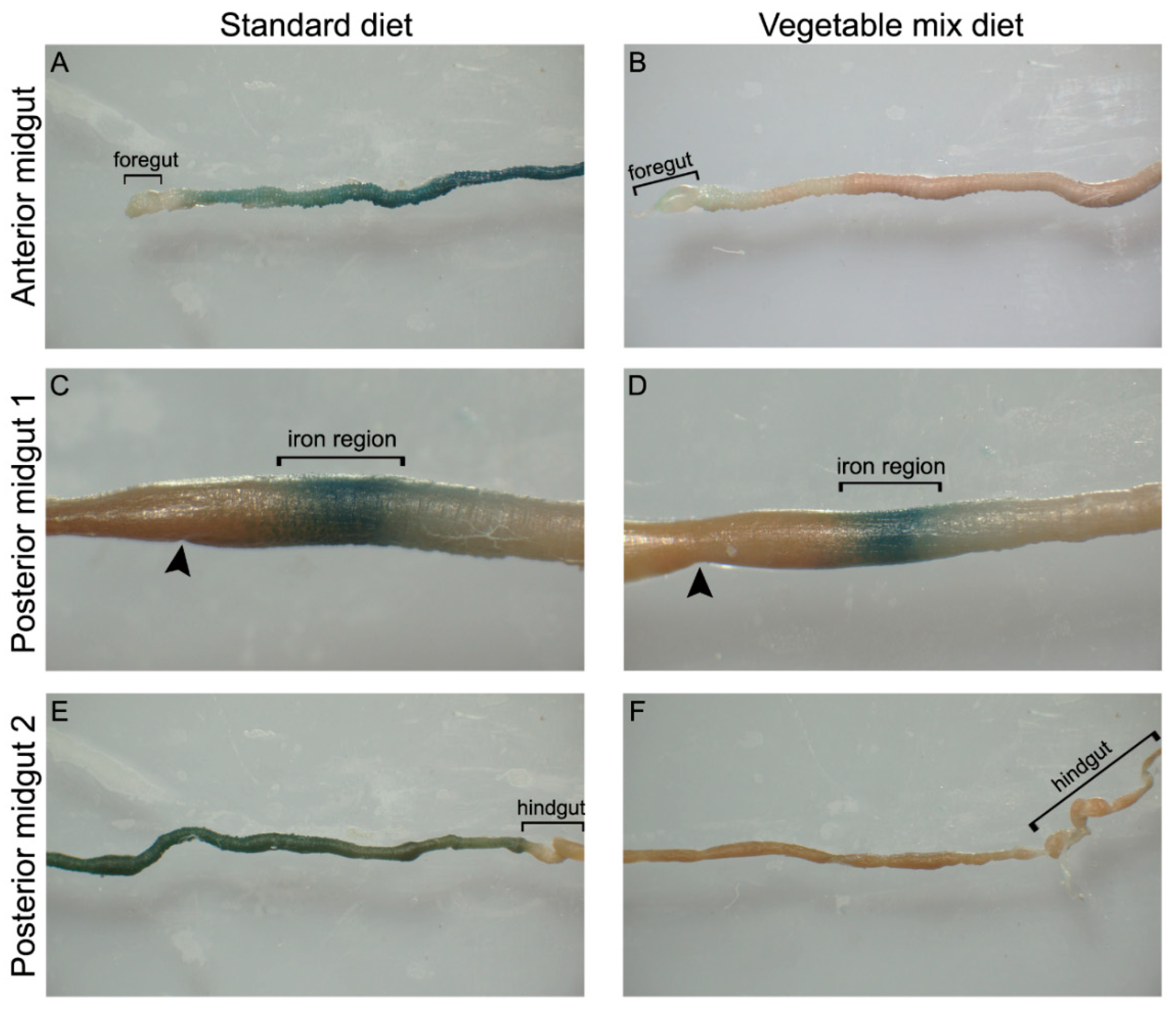 Ijms 21 04955 g005 Ijms 21 04955 g005