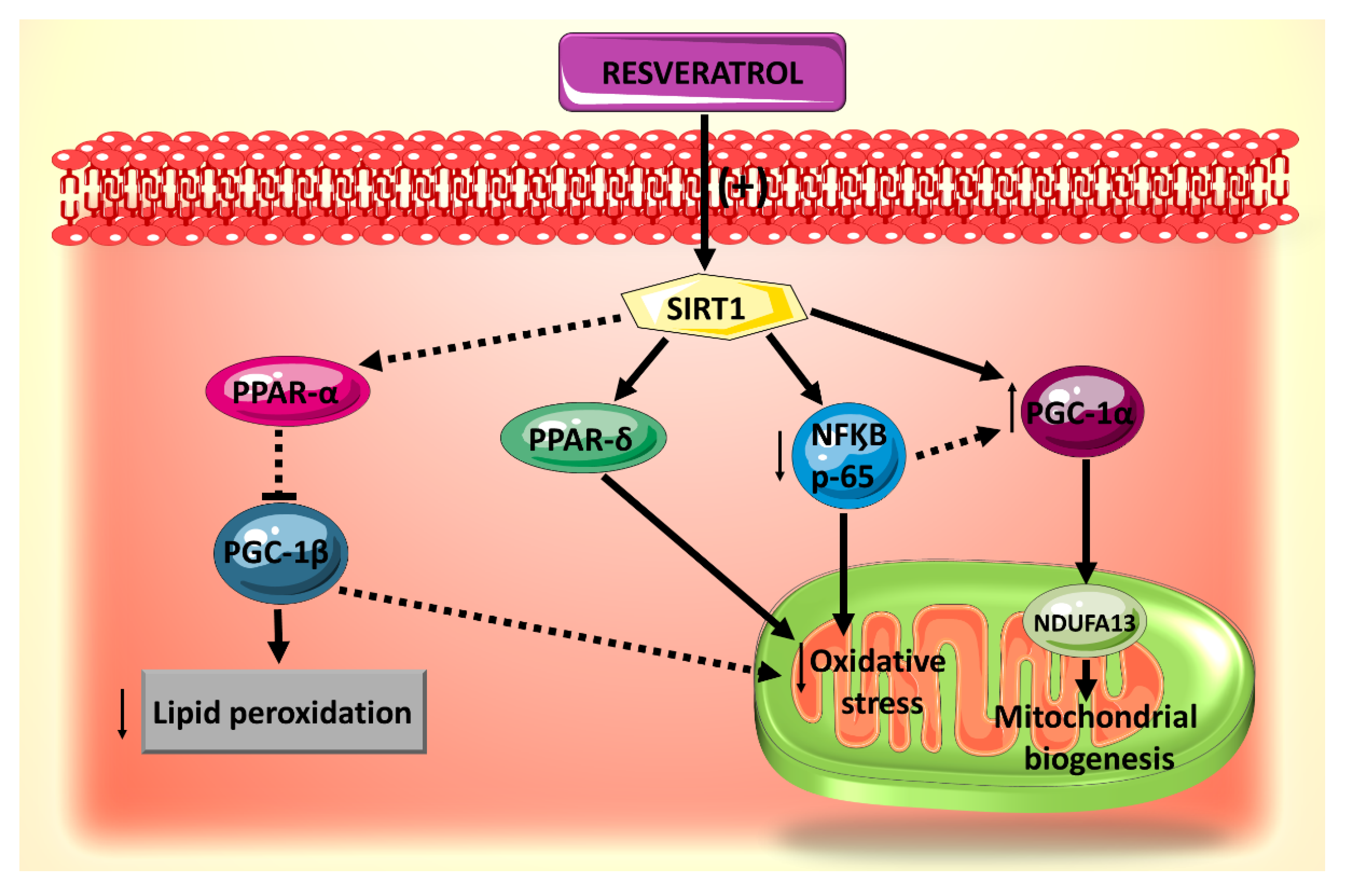 Ijms 21 04962 g002 Ijms 21 04962 g002