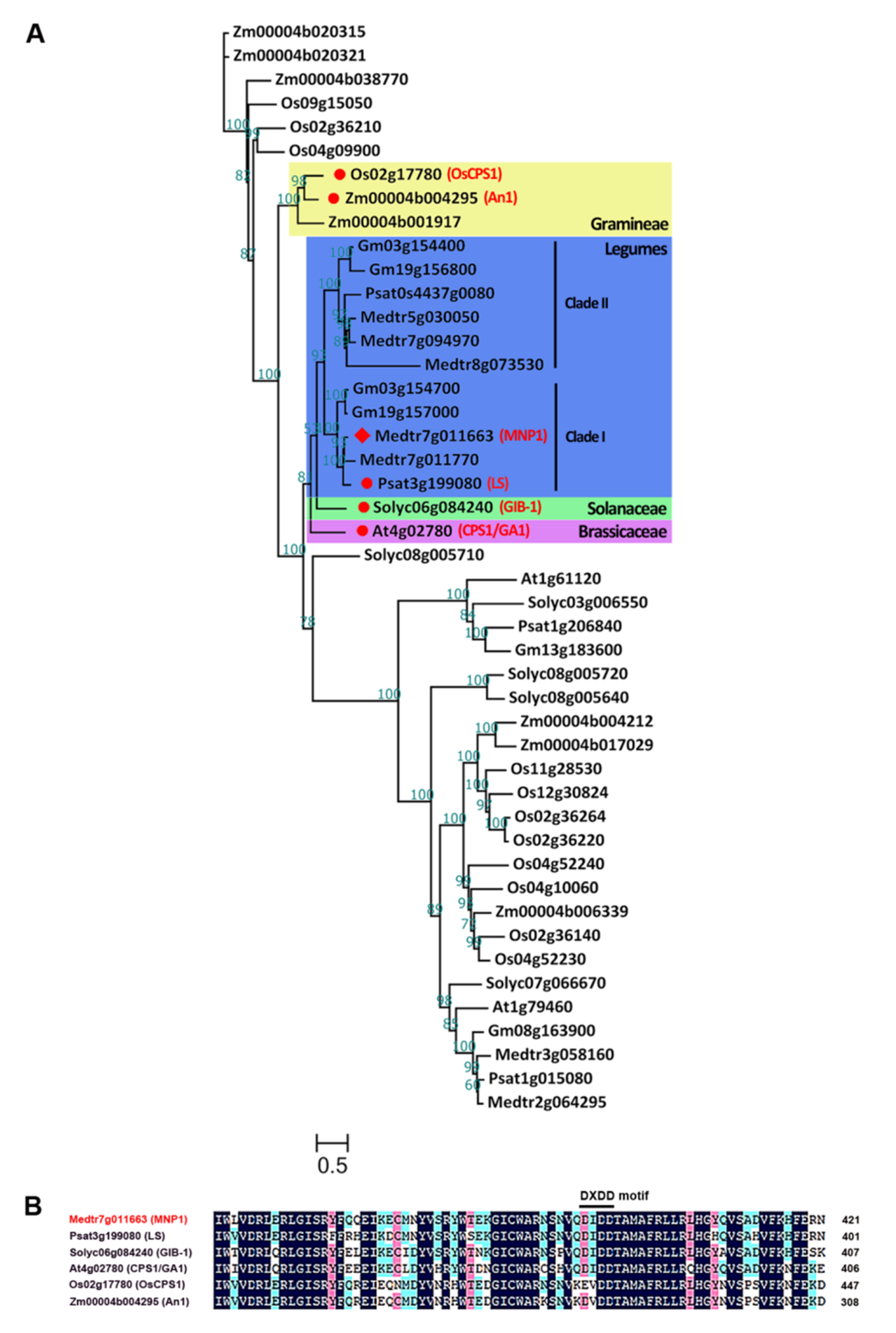 Ijms 21 04968 g003 Ijms 21 04968 g003