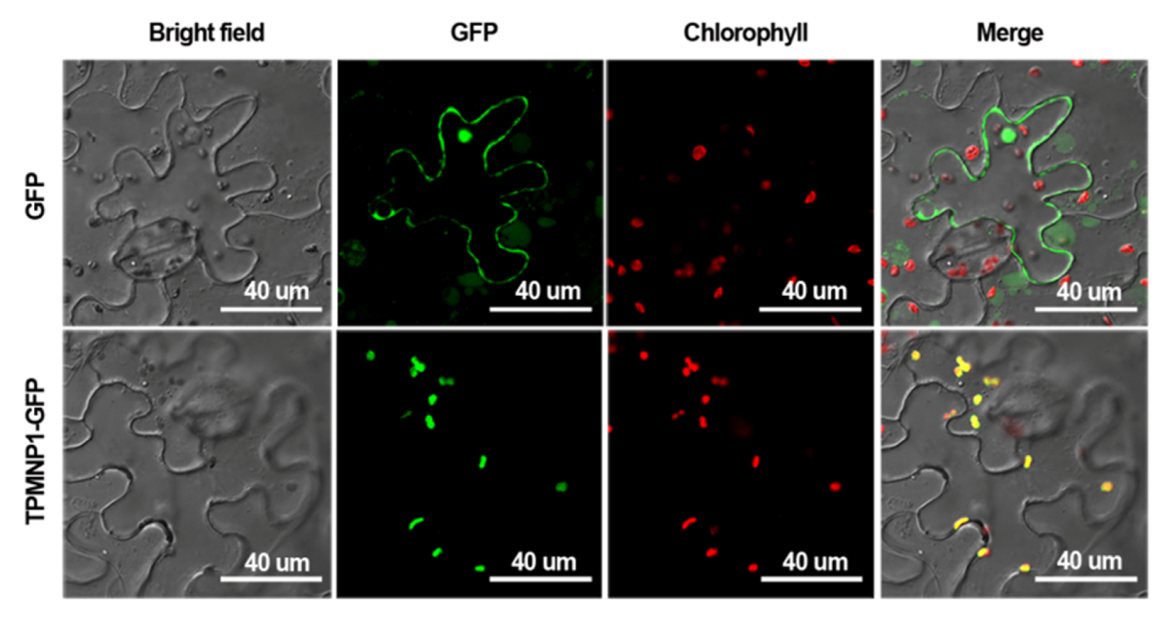 Ijms 21 04968 g004 Ijms 21 04968 g004