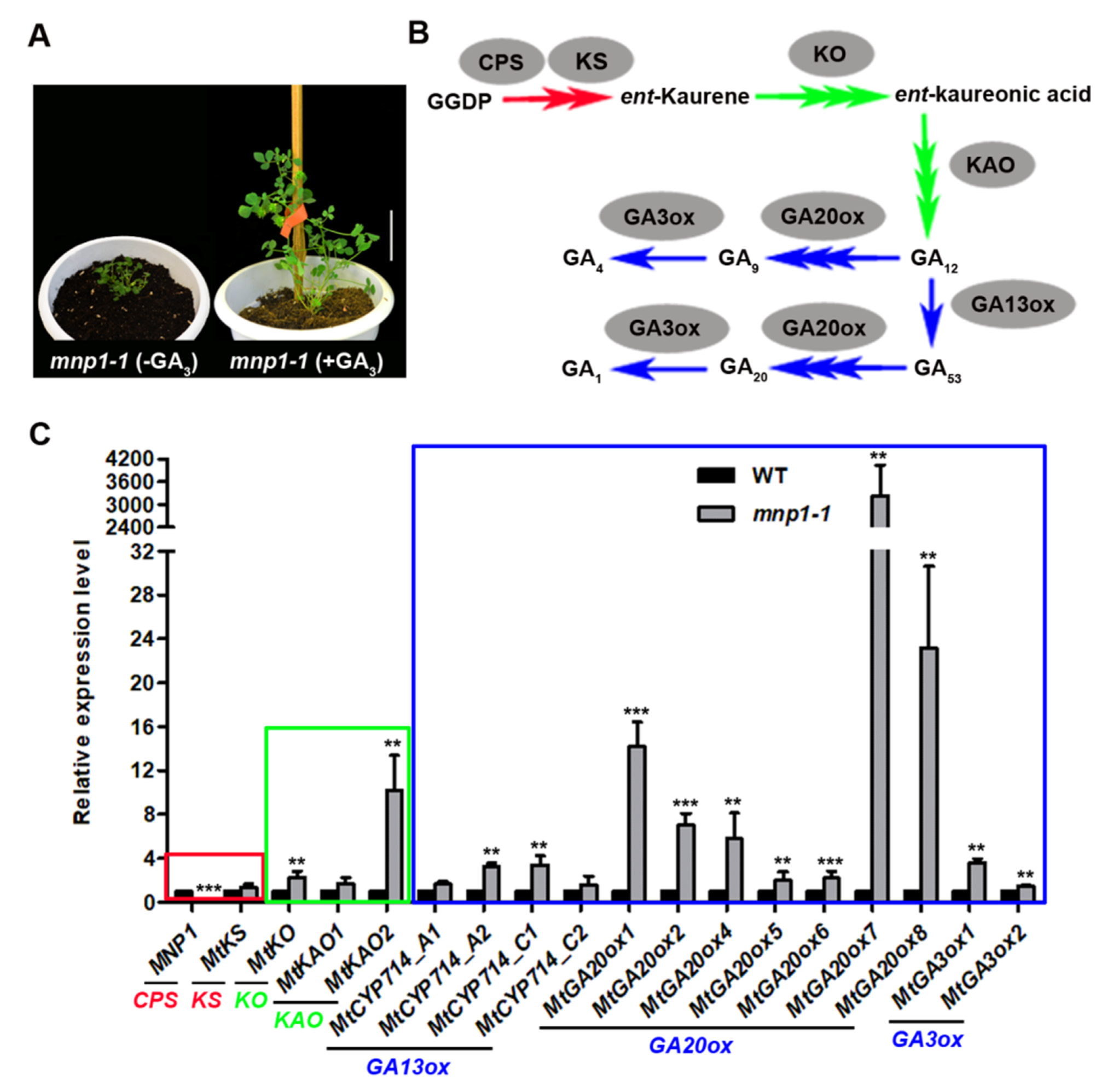 Ijms 21 04968 g005 Ijms 21 04968 g005