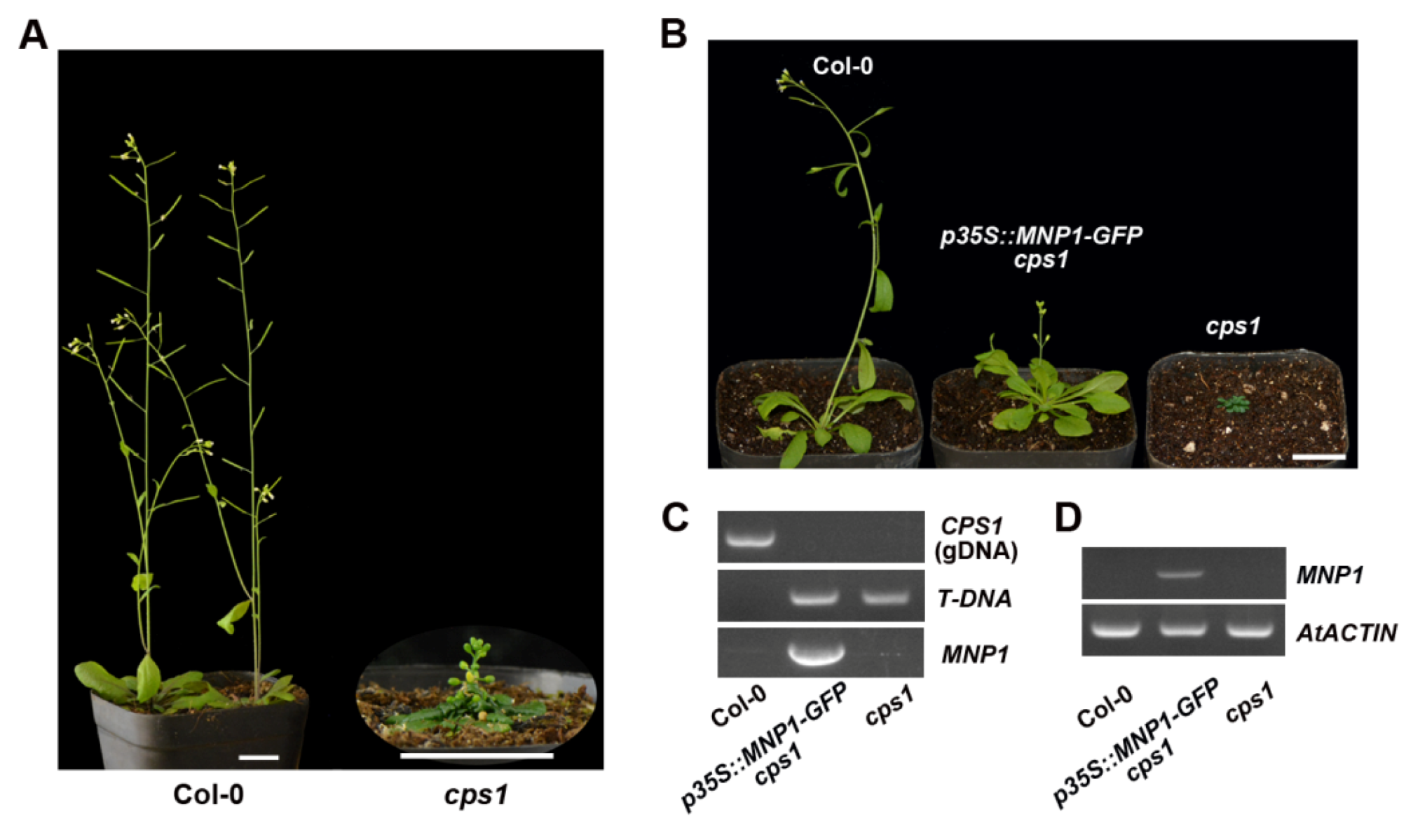 Ijms 21 04968 g006 Ijms 21 04968 g006