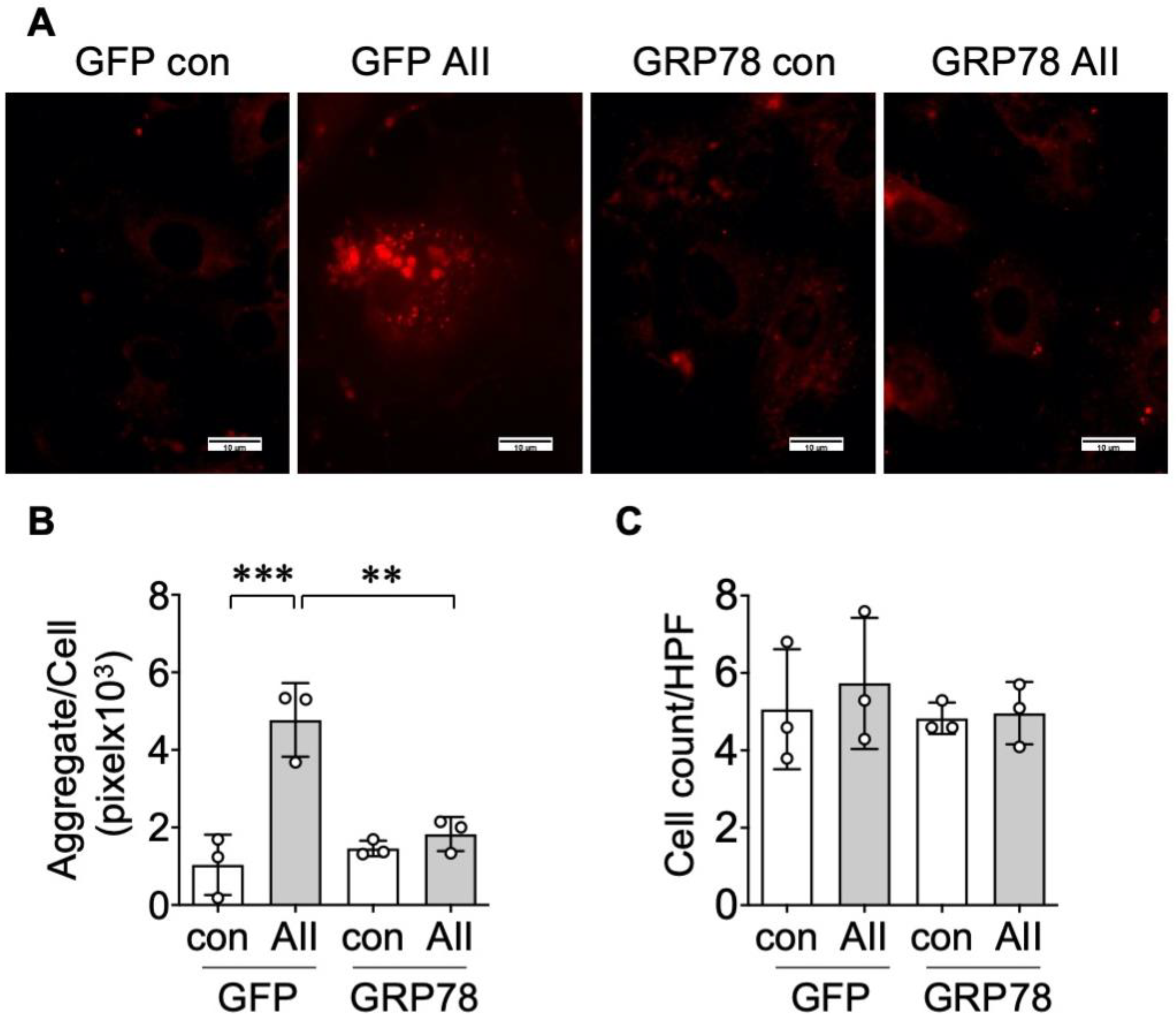 Ijms 21 04980 g002 Ijms 21 04980 g002