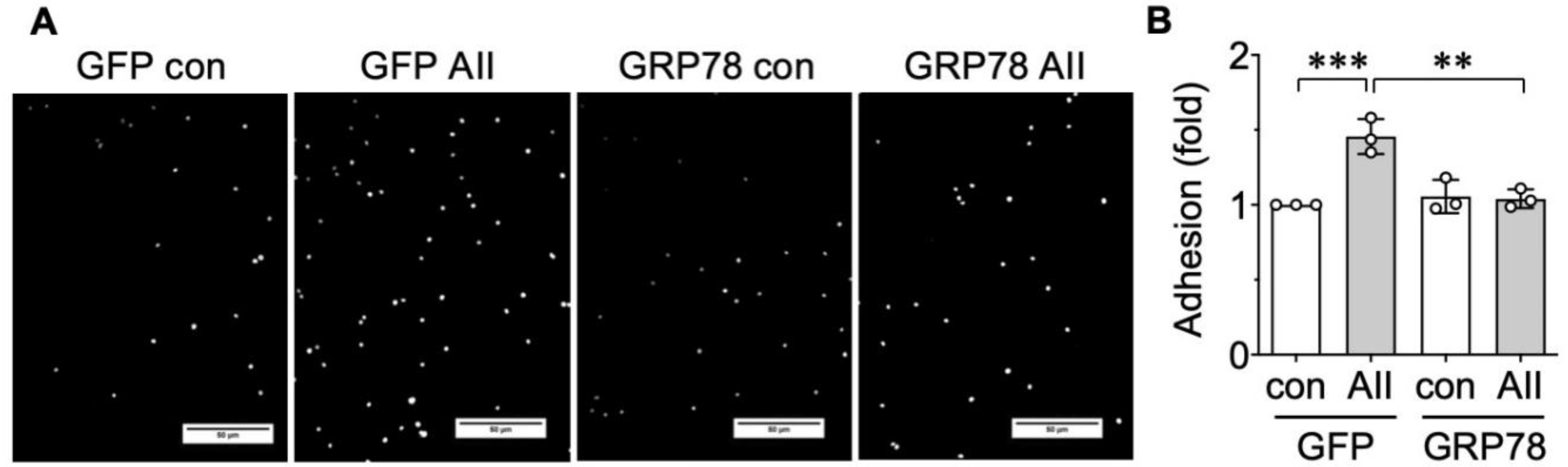 Ijms 21 04980 g004 Ijms 21 04980 g004