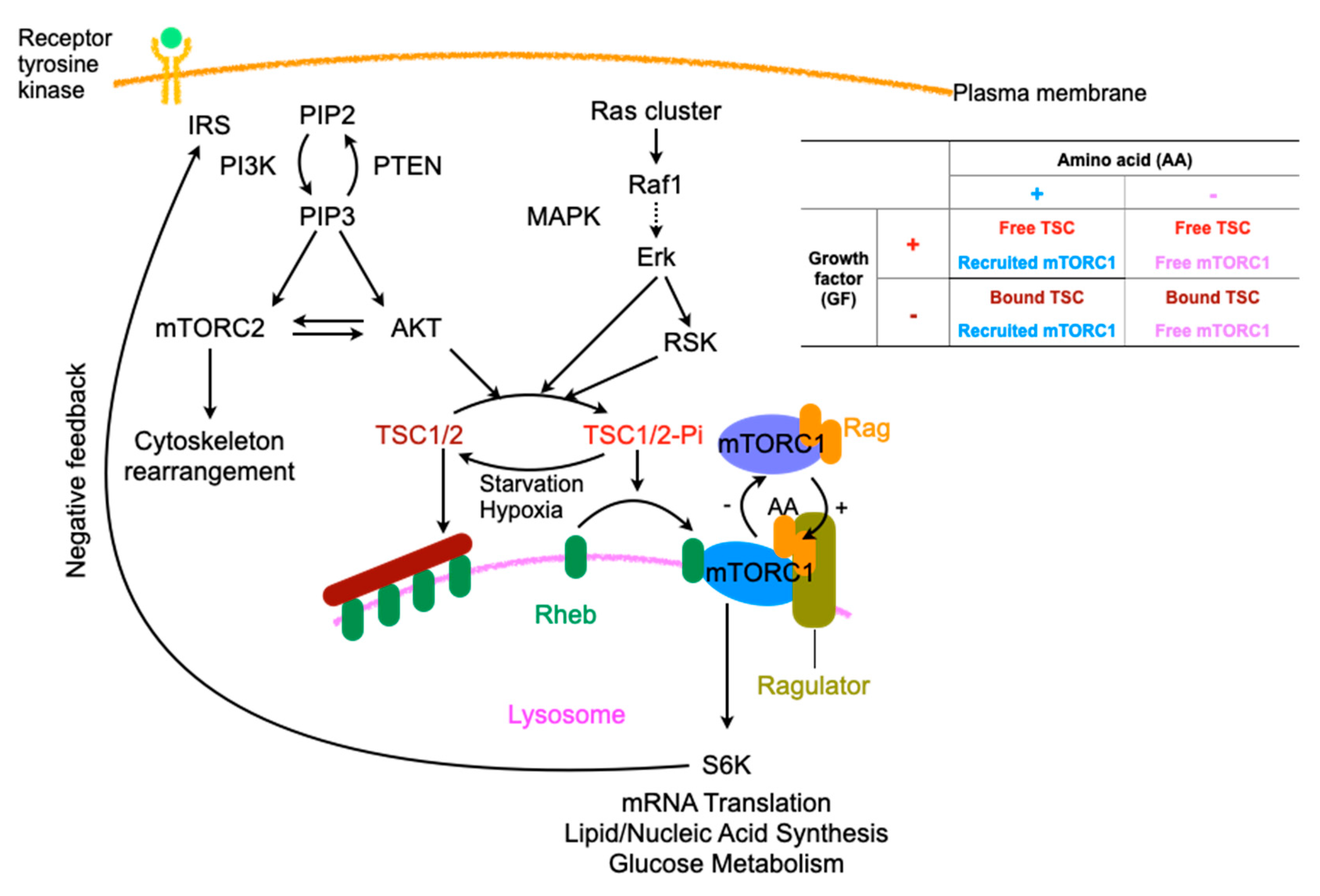 Ijms 21 04995 g002 Ijms 21 04995 g002
