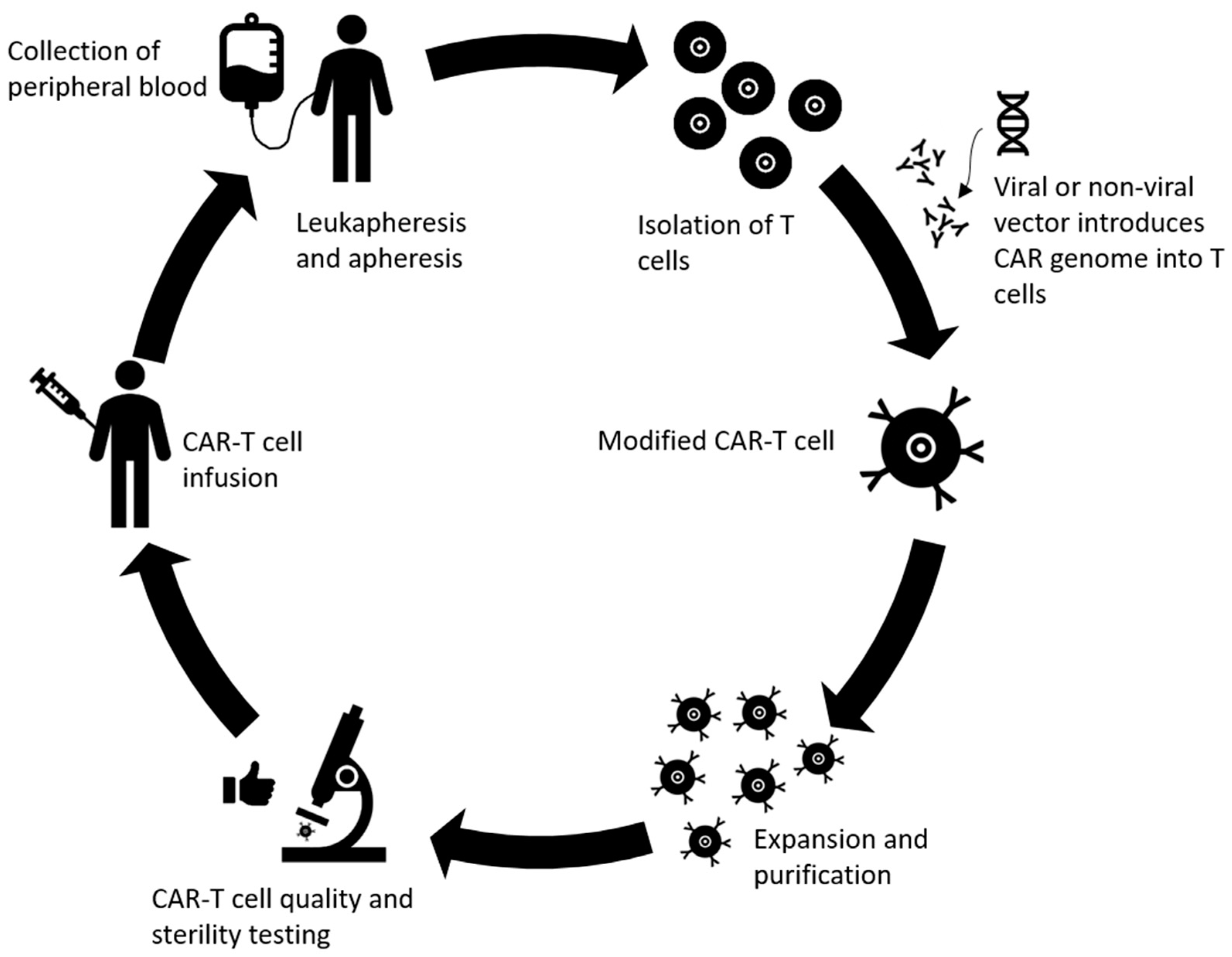 Ijms 21 05009 g003 Ijms 21 05009 g003