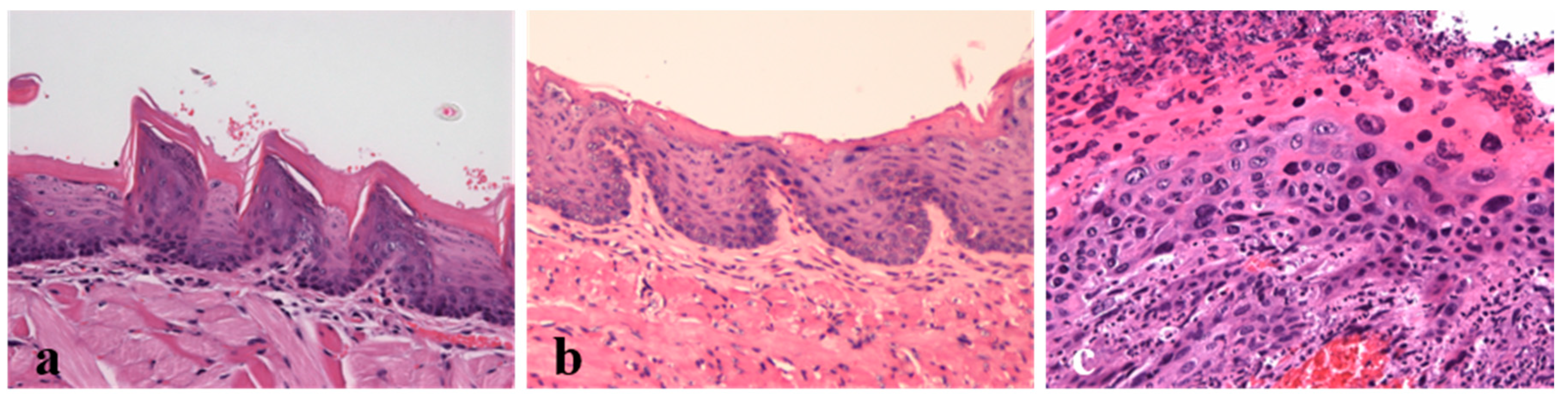 Ijms 21 05020 g002 Ijms 21 05020 g002