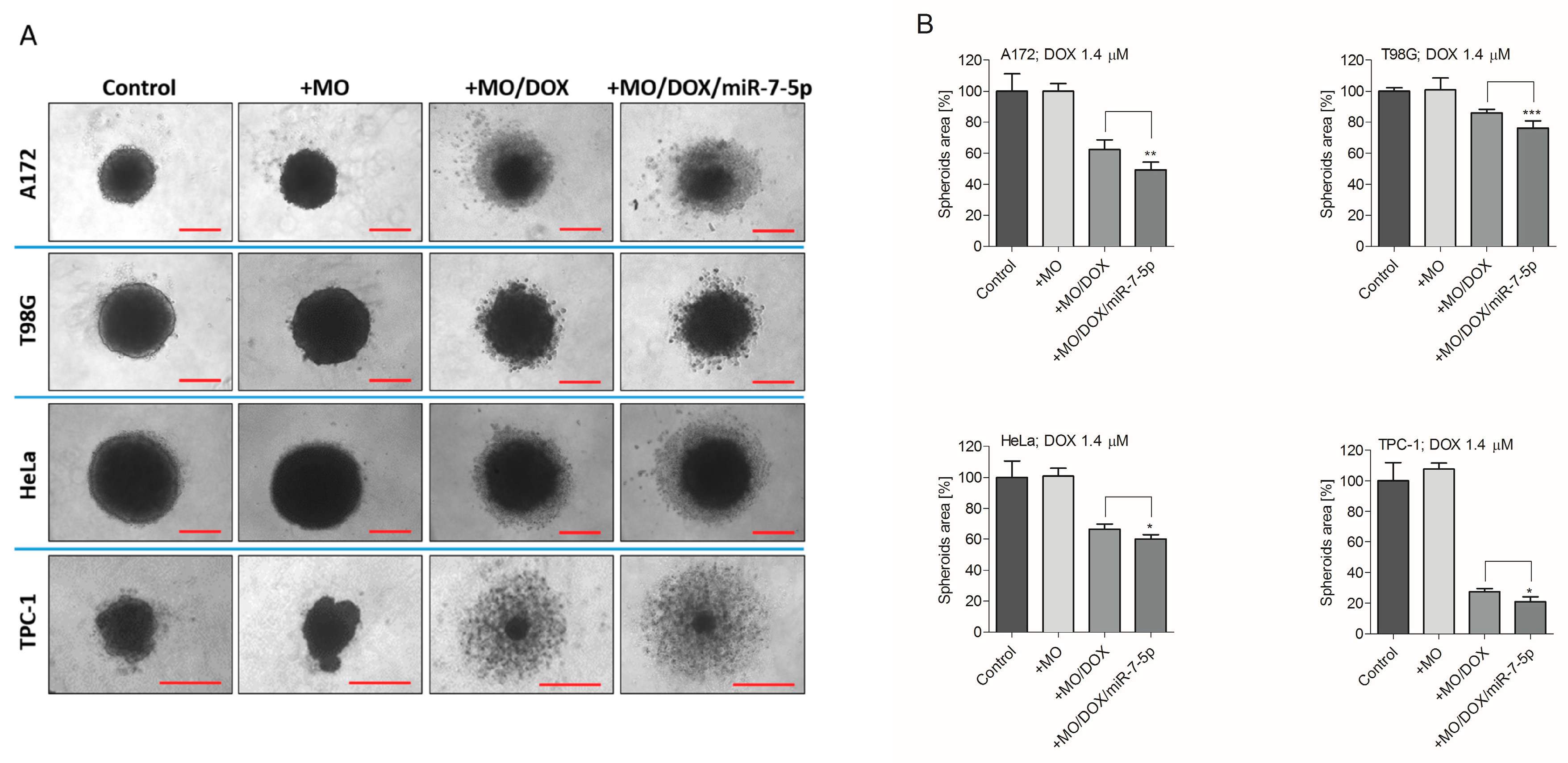 Ijms 21 05039 g009 Ijms 21 05039 g009