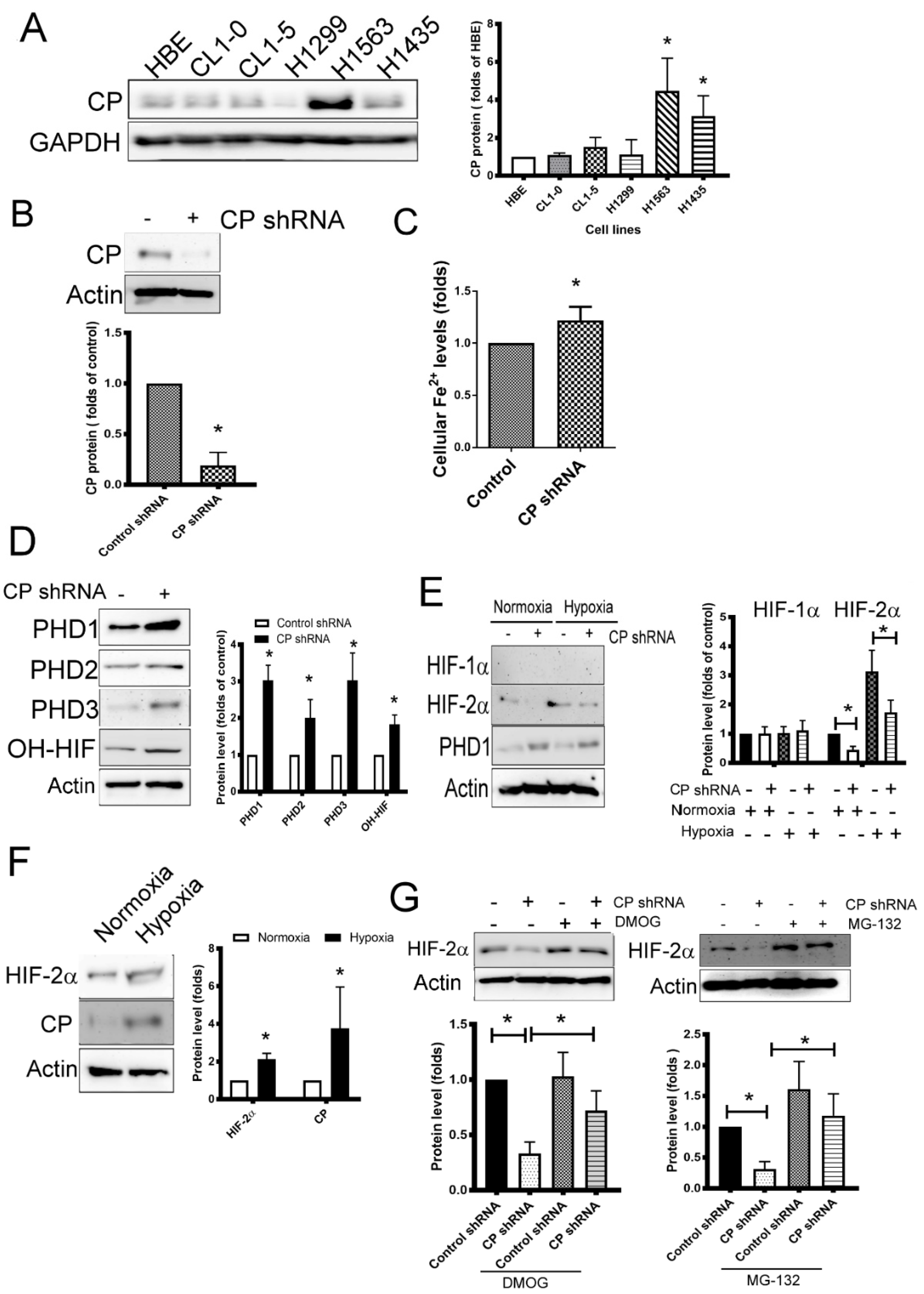 Ijms 21 05081 g002 Ijms 21 05081 g002