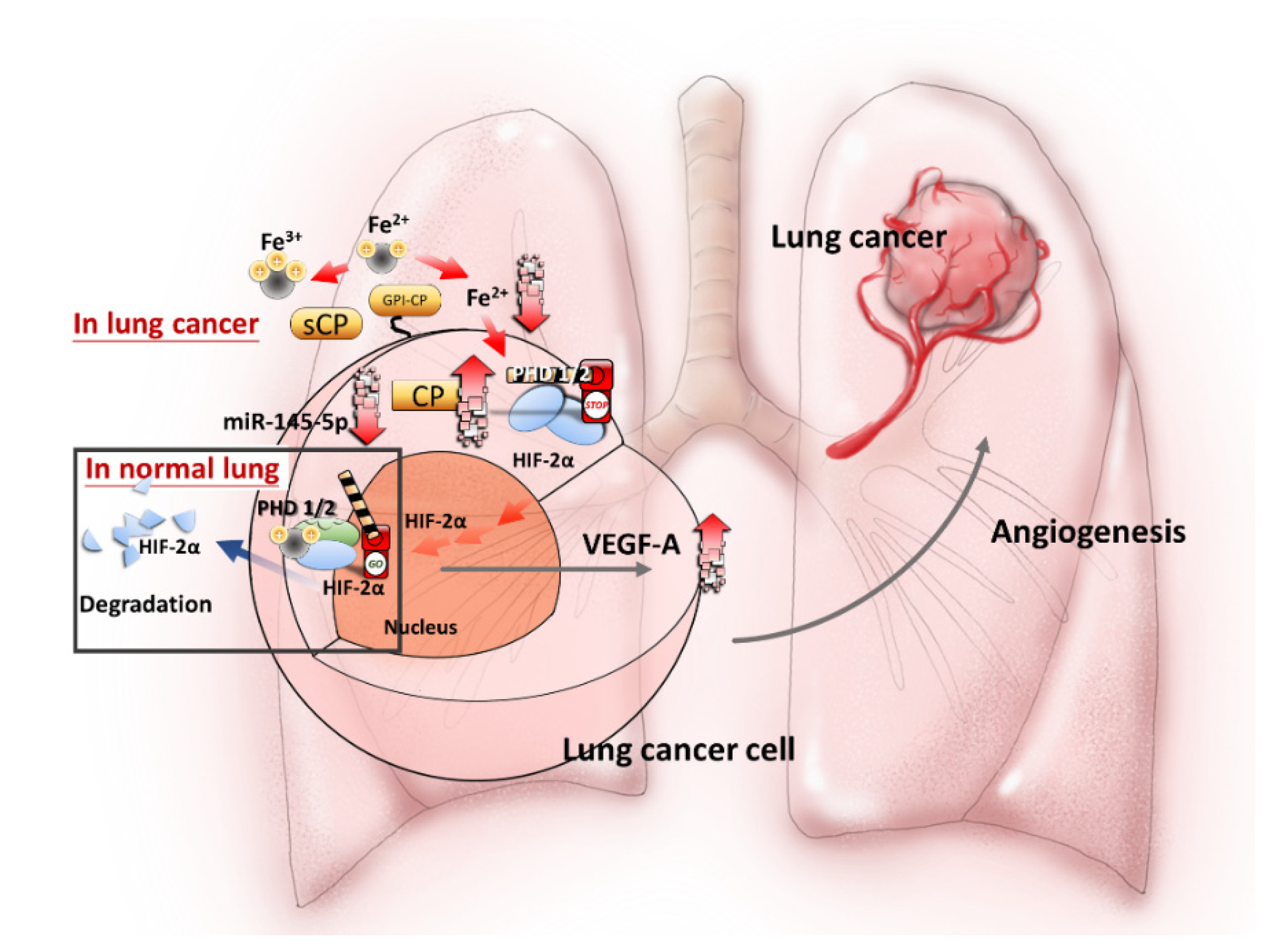 Ijms 21 05081 g006 Ijms 21 05081 g006