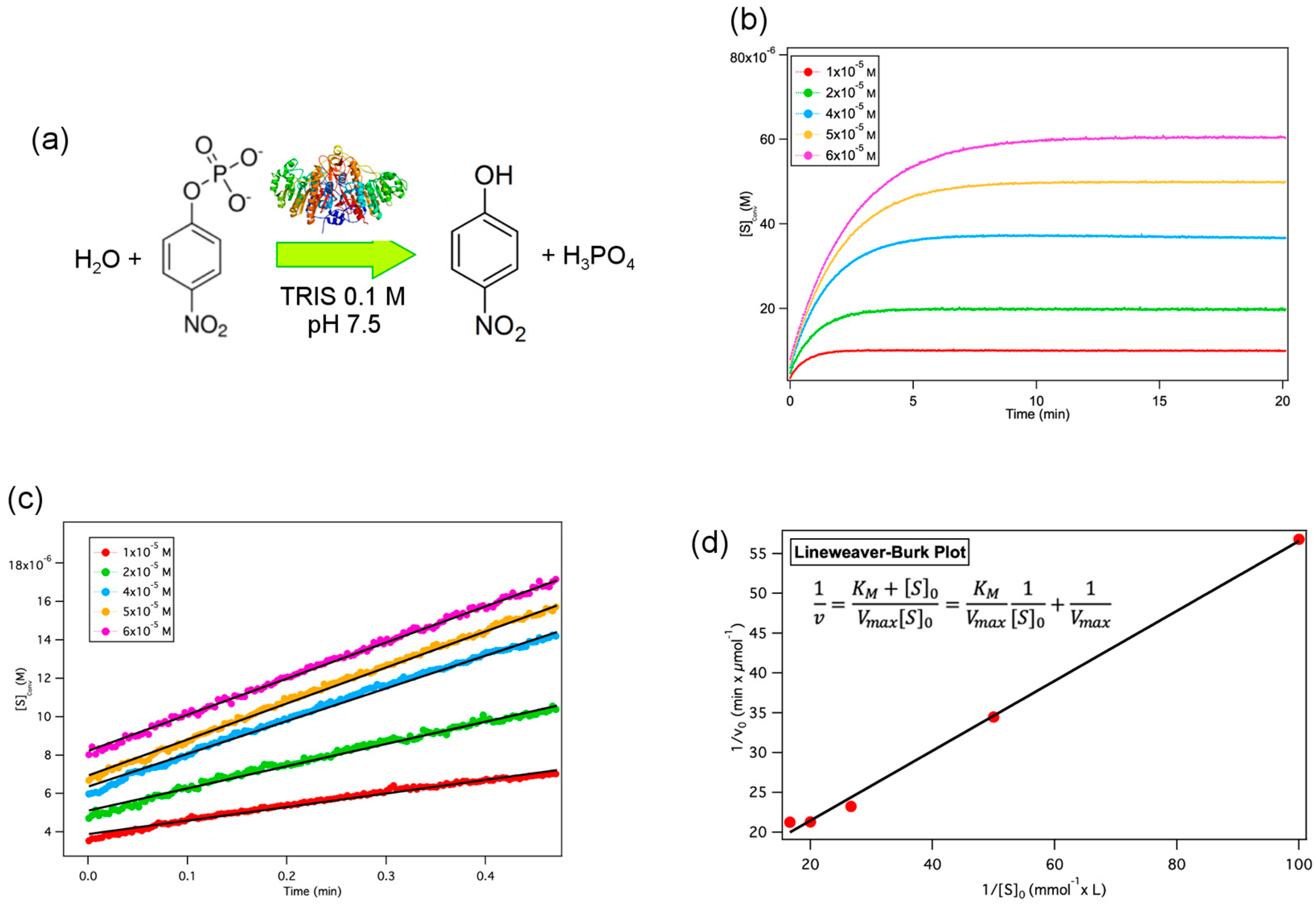 Ijms 21 05116 g002 Ijms 21 05116 g002