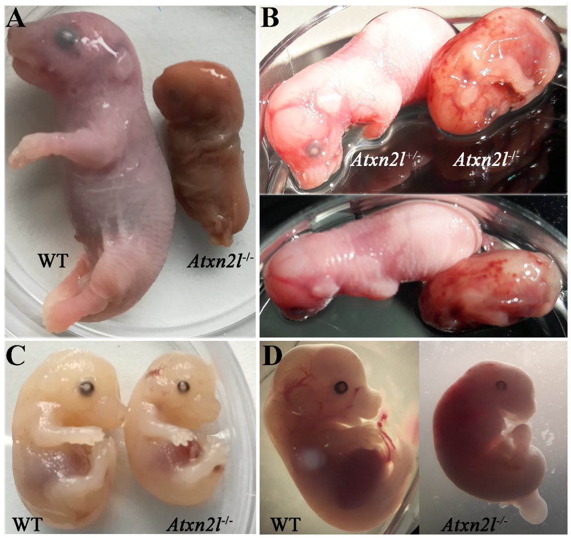 Ijms 21 05124 g003 Ijms 21 05124 g003