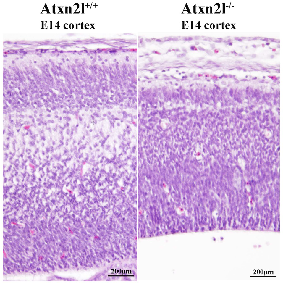 Ijms 21 05124 g005 Ijms 21 05124 g005